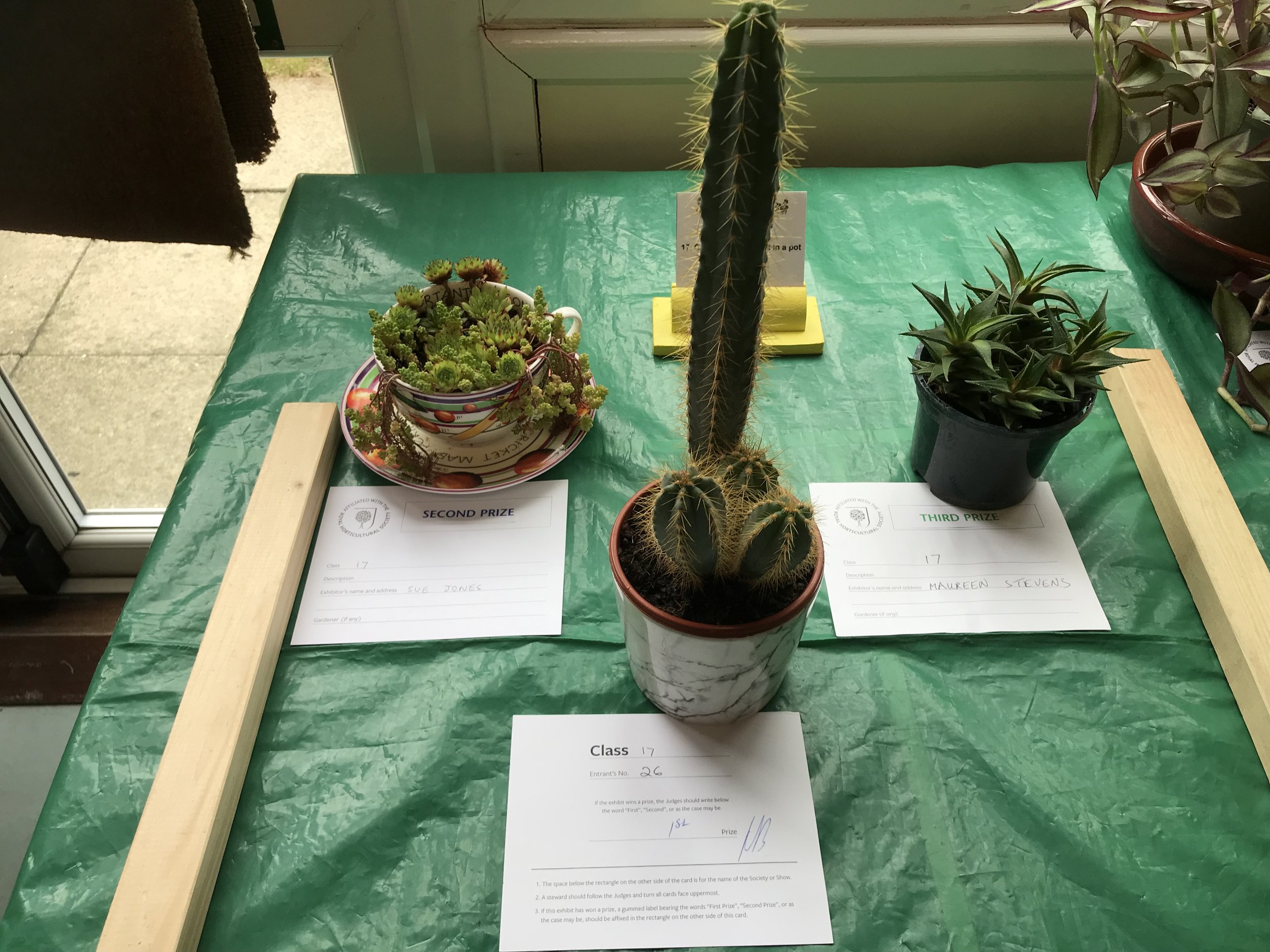 17.Cactus or succulent in a pot