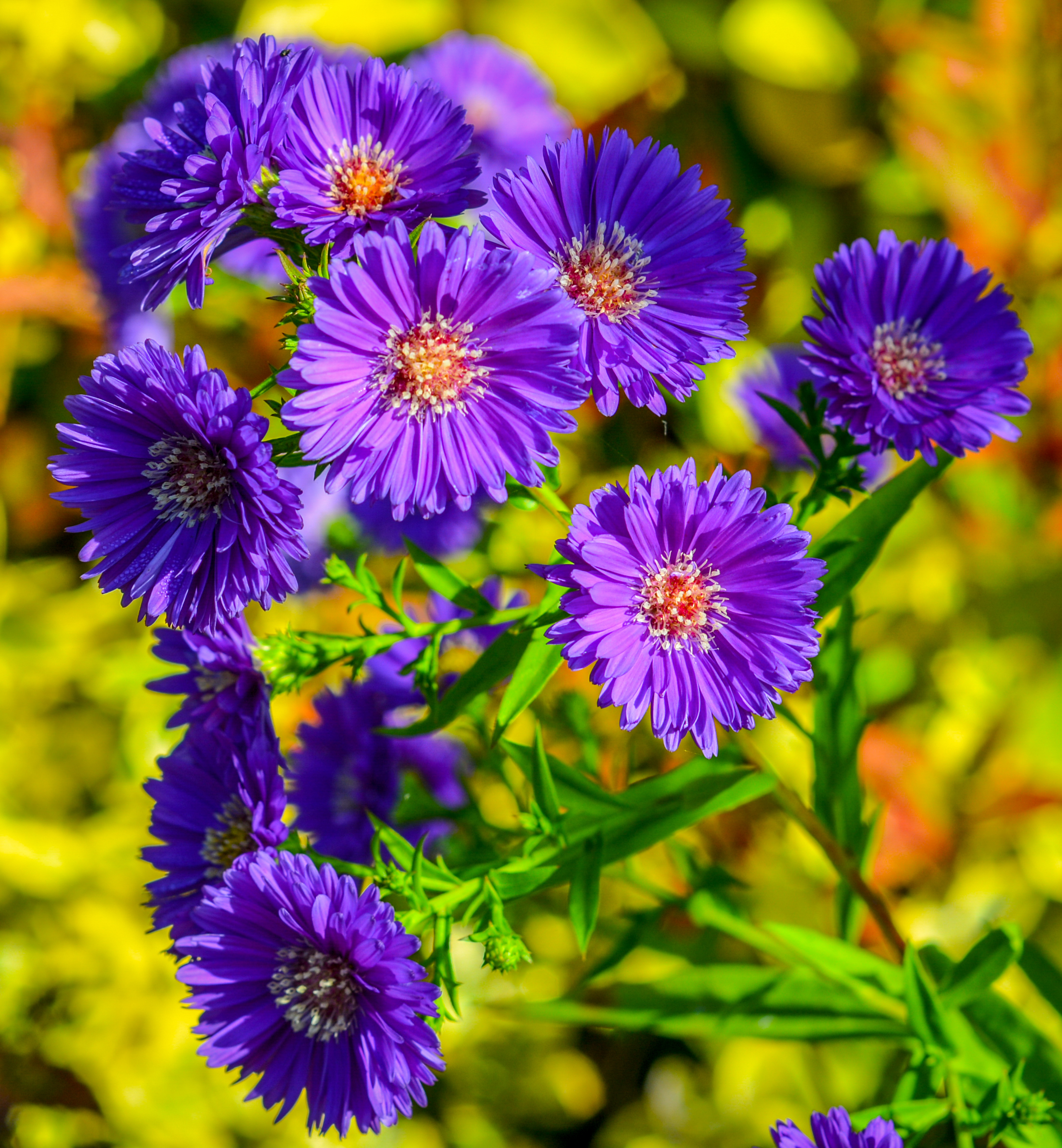 Asters (Symphytorichums) History and Propagation