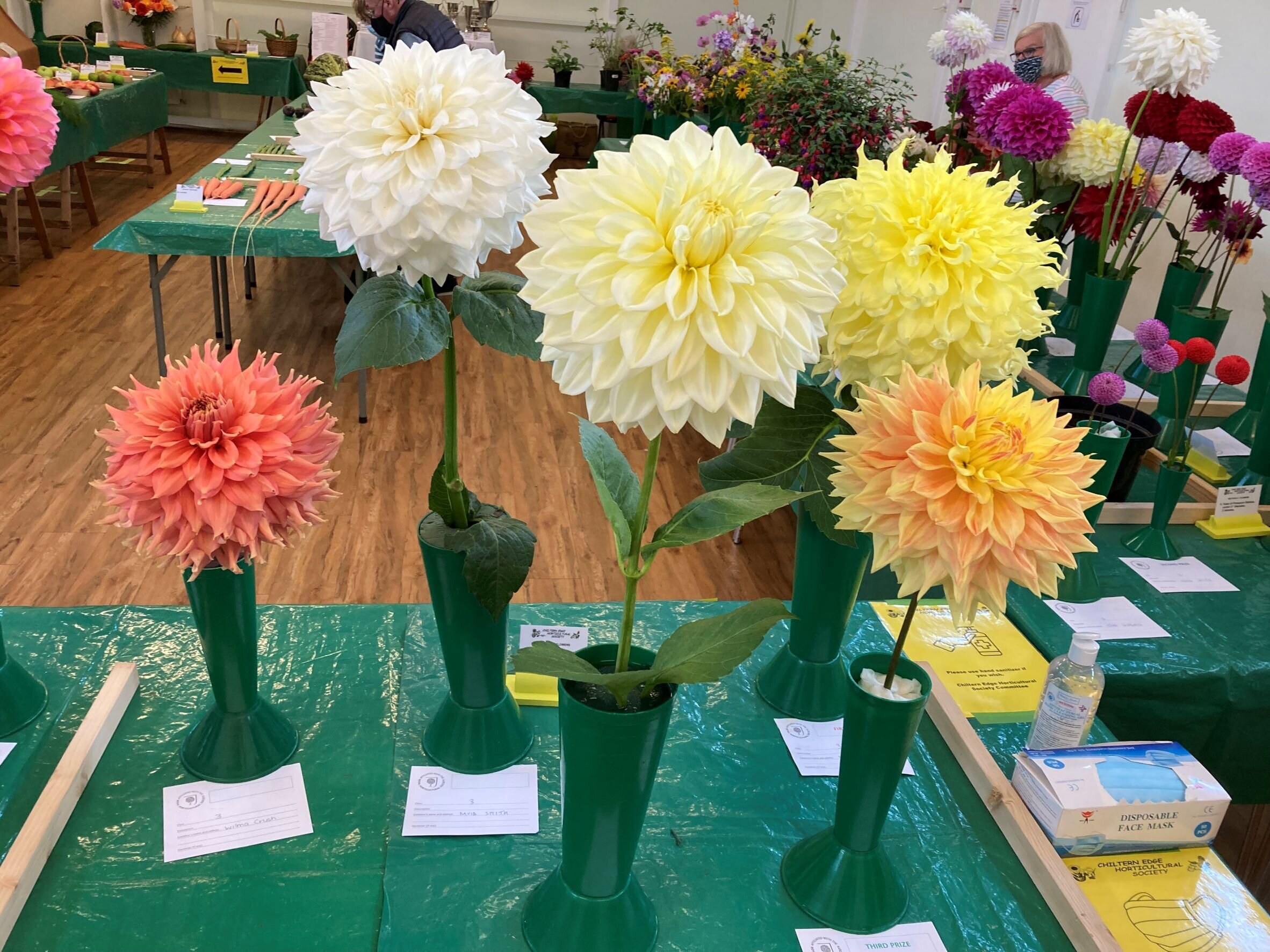 3. Vase of specimen single bloom of giant dahlia, over 8” diameter.