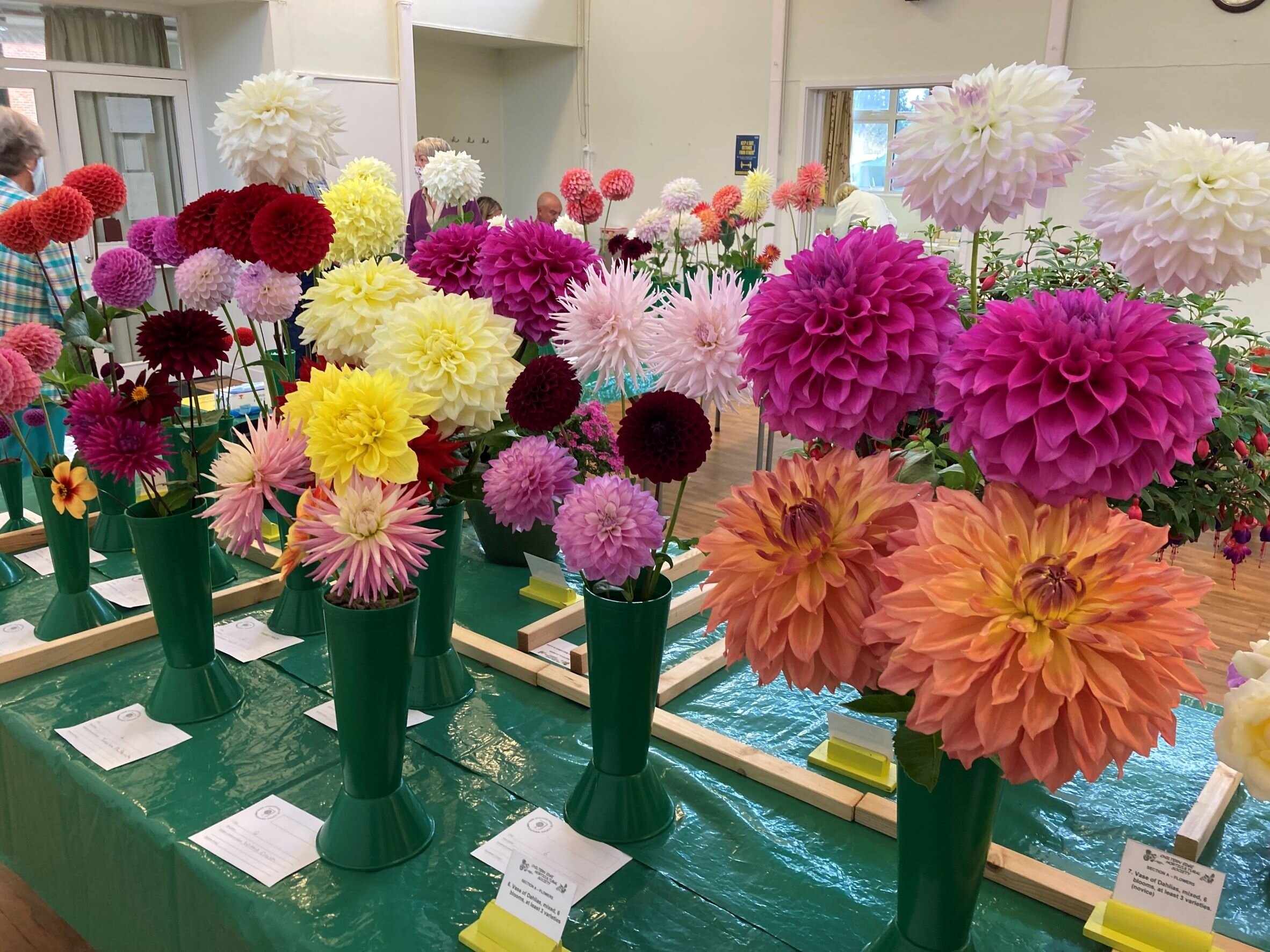 6. Vase of dahlias, mixed, 6 blooms, at least 3 varieties