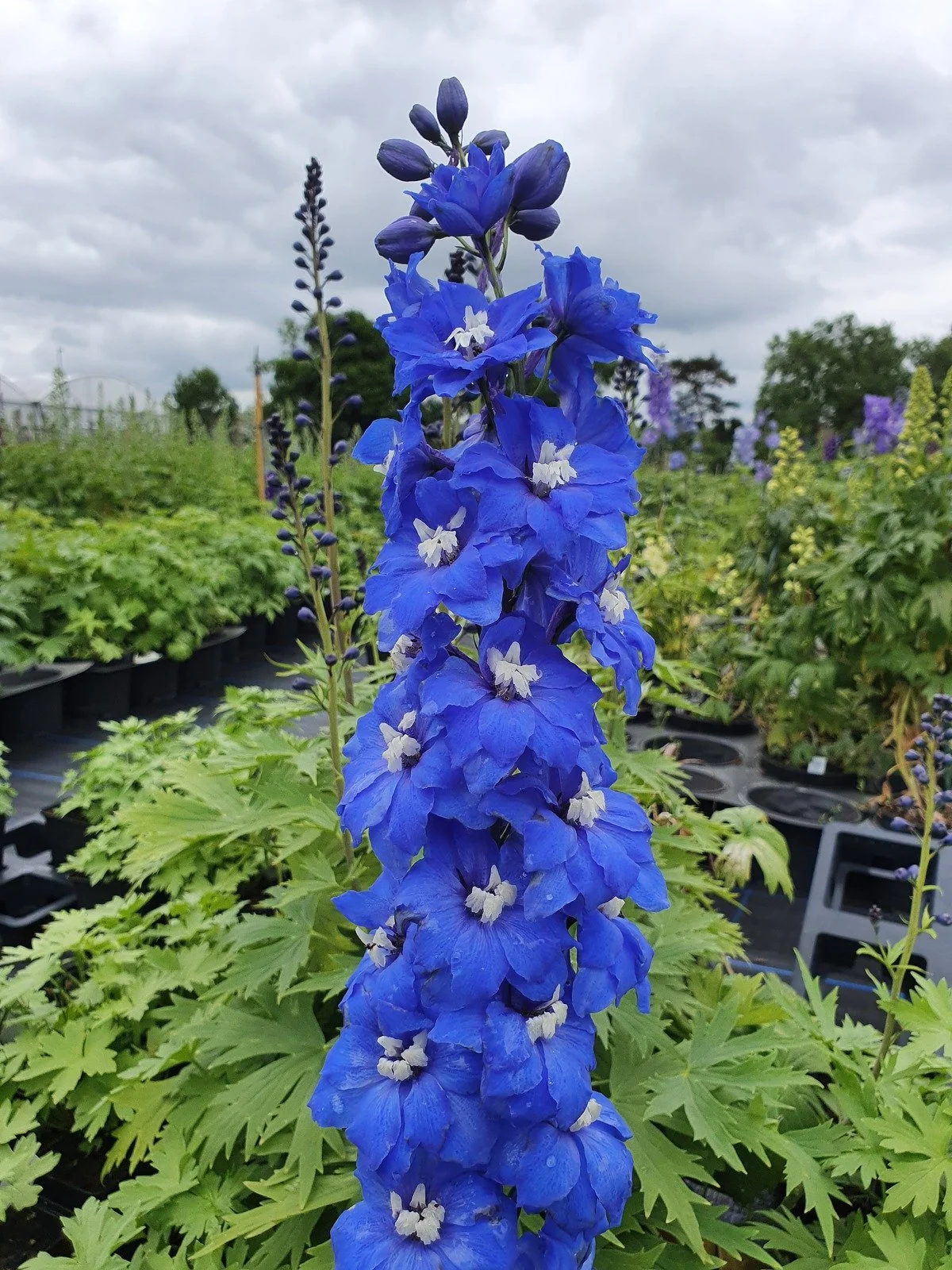 Growing Elatum Delphiniums