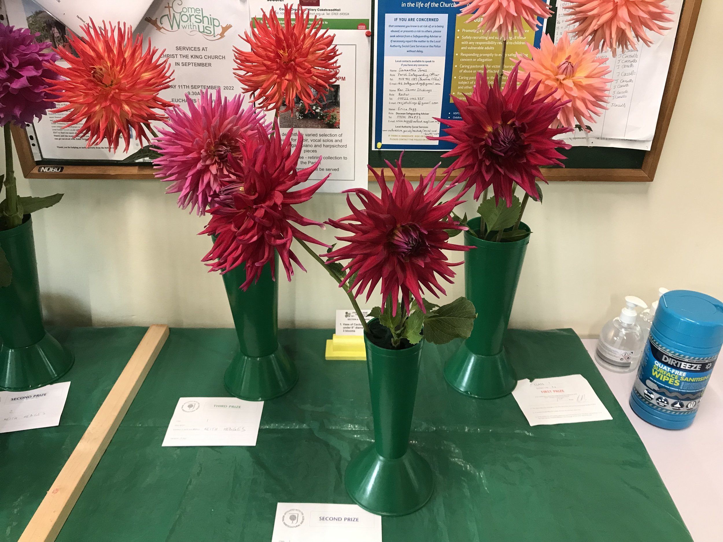 1.Vase of cactus dahlias, under 8” diameter, 3 blooms.