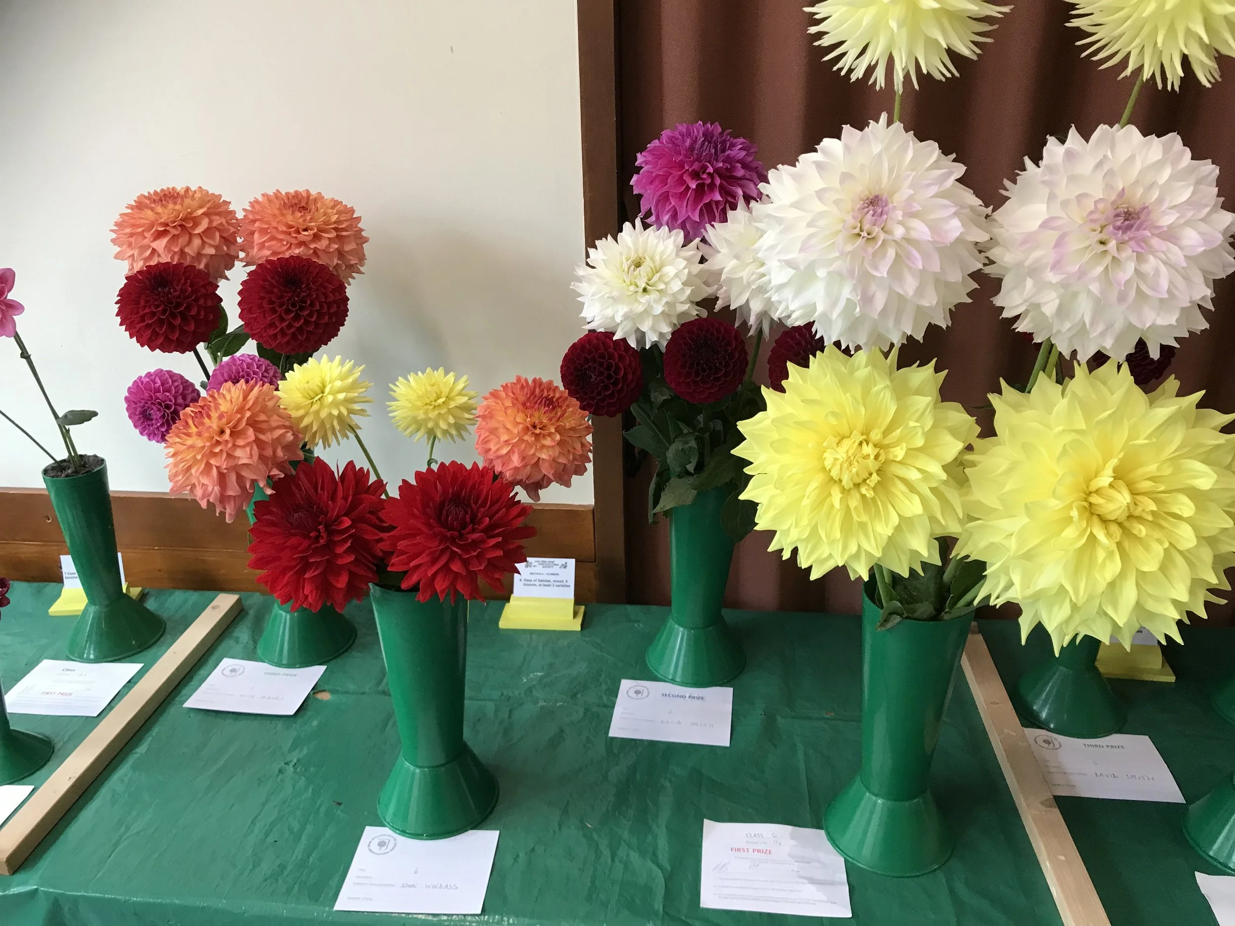 6.Vase of dahlias, mixed, 6 blooms, at least 3 varieties