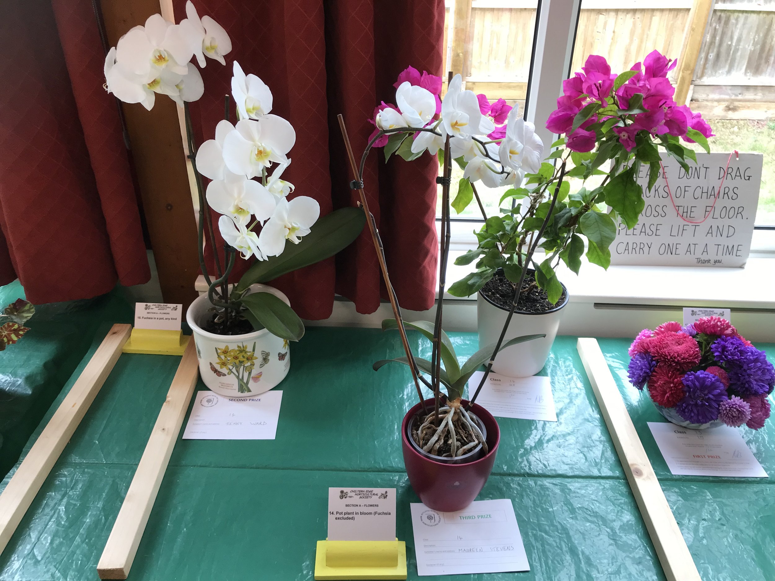 14.Pot plant in bloom (fuchsia excluded)