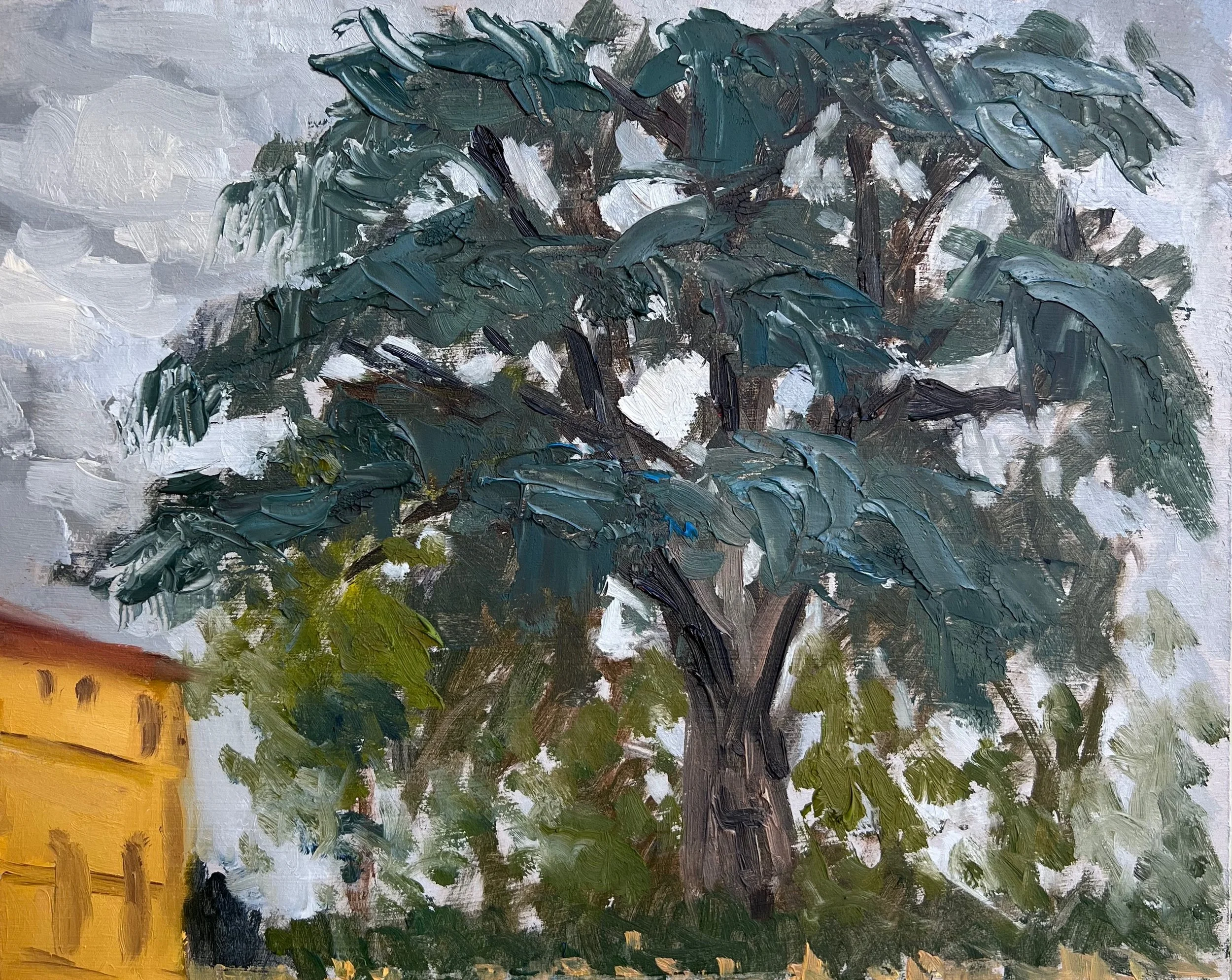 MediterraneanCedarTree.jpeg