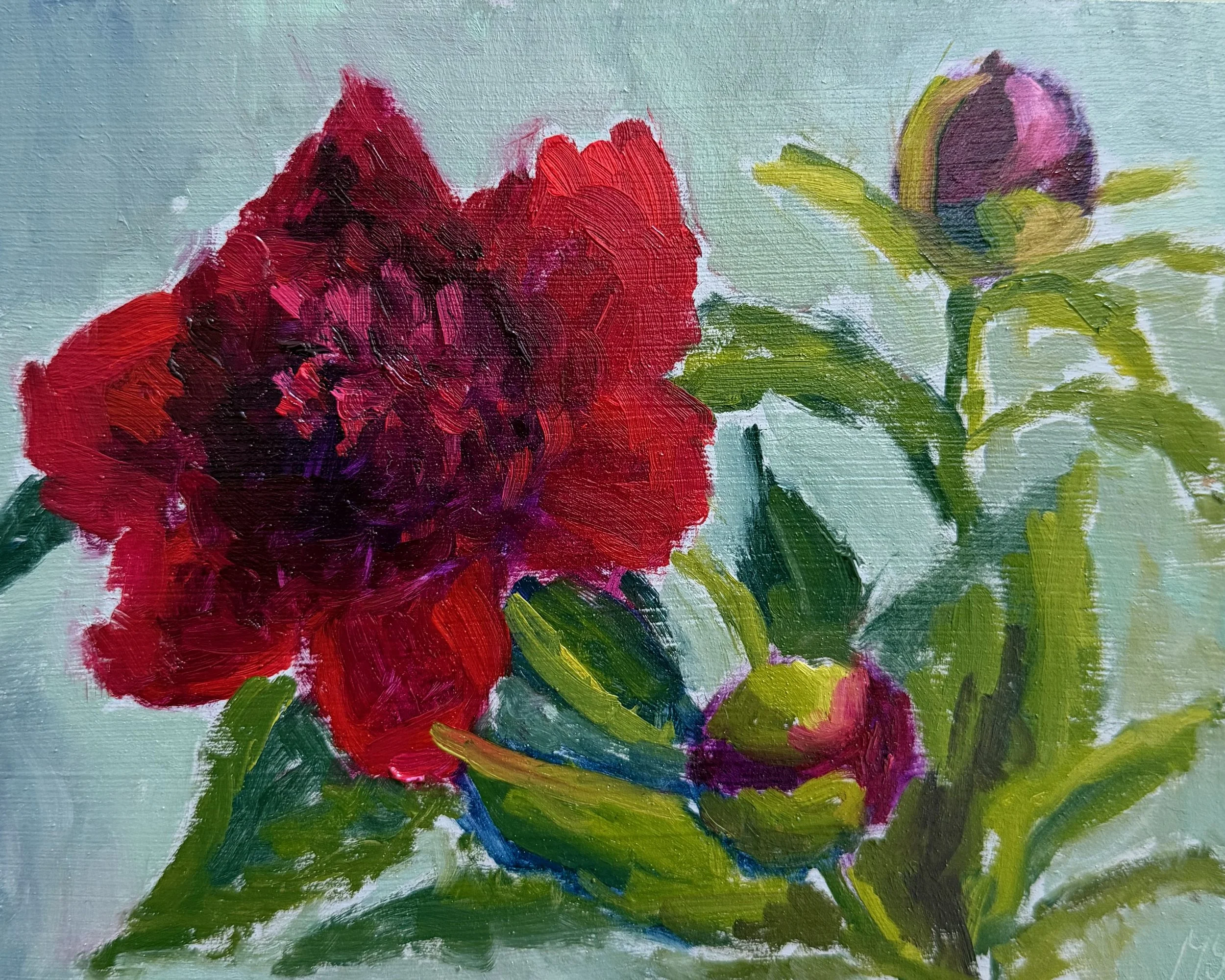 Red Charm Peonies