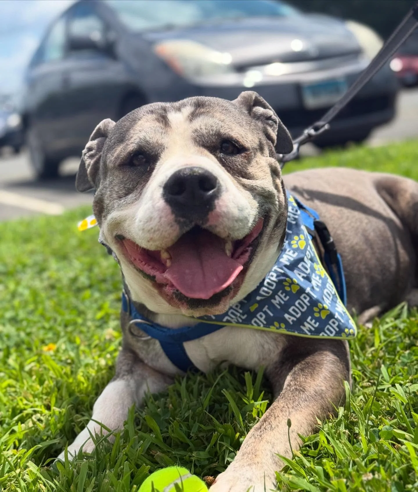 dog1.jpg