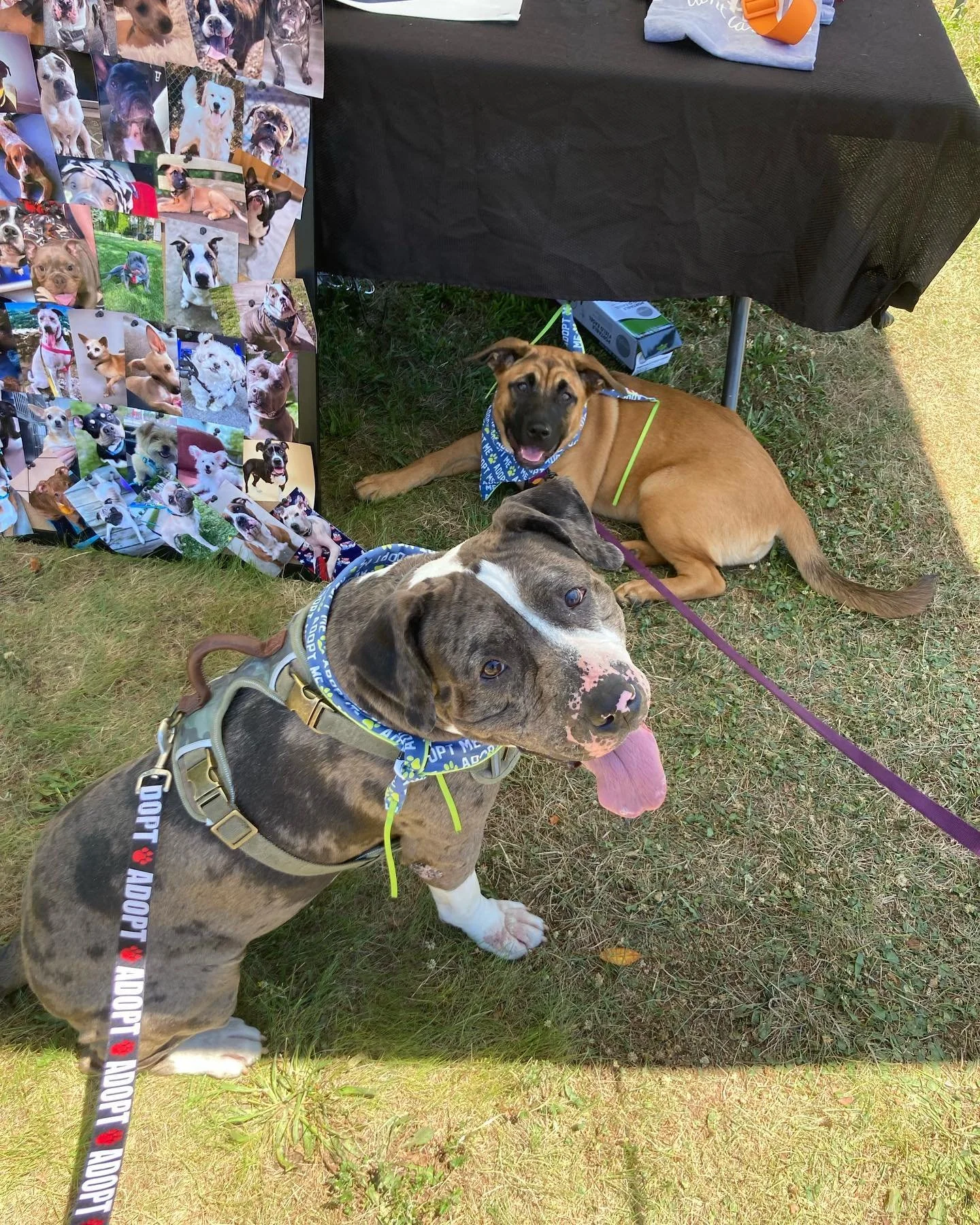 FYW46-0WYAITGeR.jfif