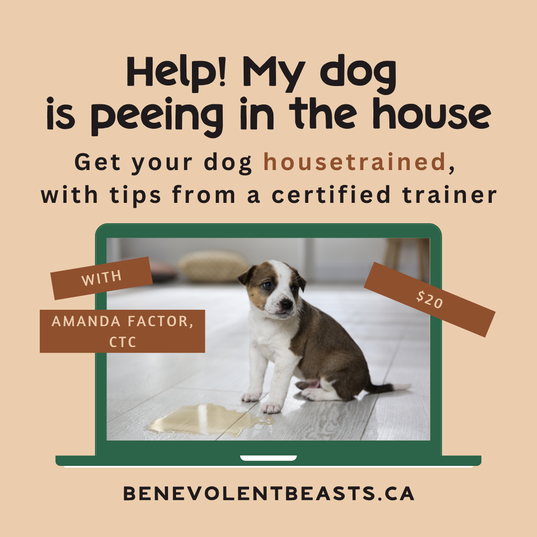 Help! My dog is peeing in the house