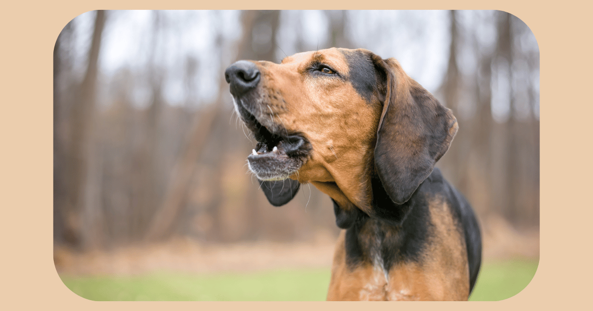 Picture of 5 myths about training reactive dogs — Benevolent Beasts | Dog Training ...