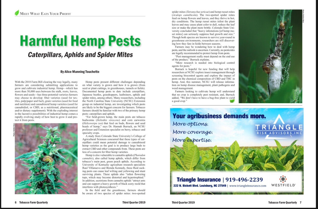 Harmful Hemp Pests in Tobacco Farm Quarterly