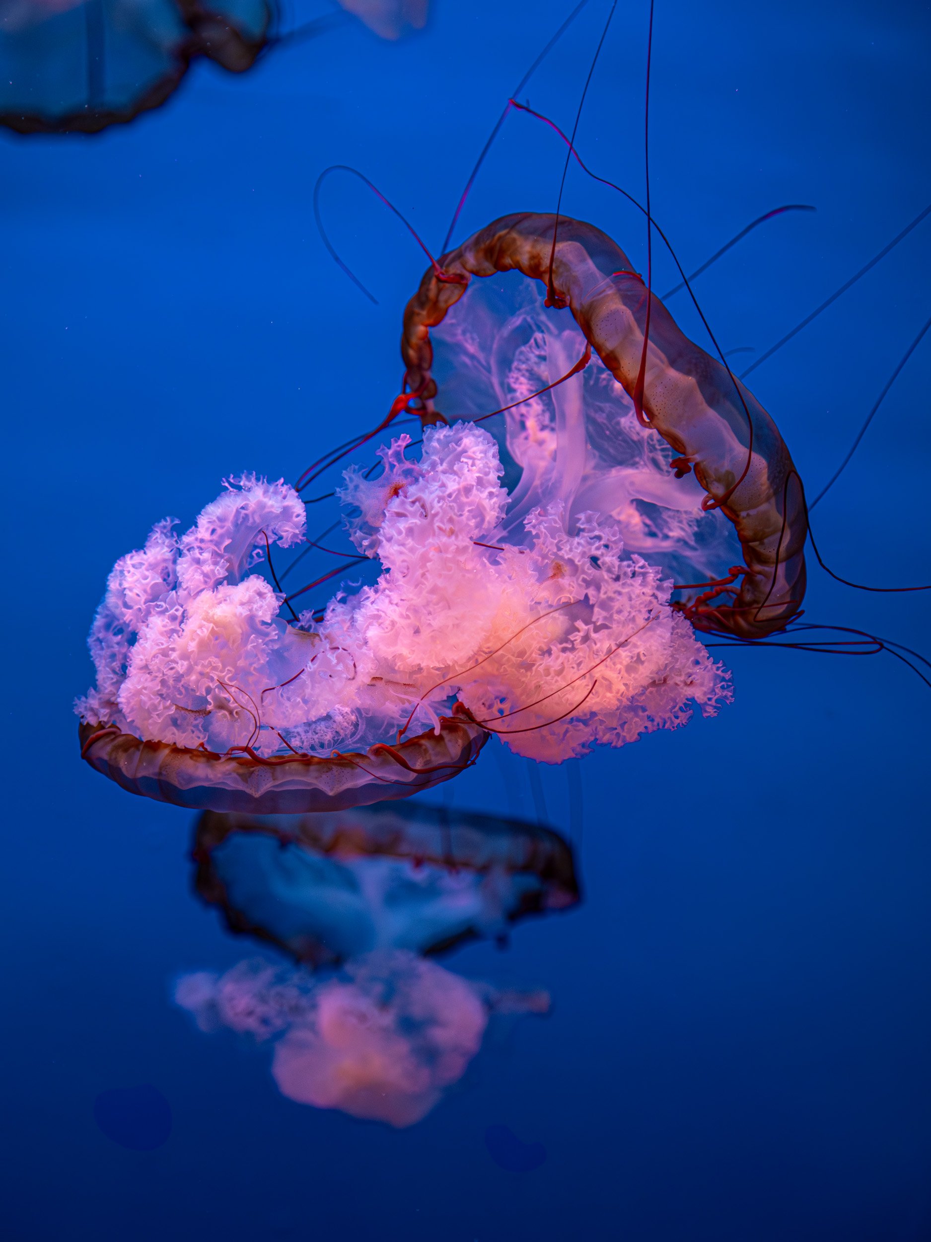 Dancing Jellyfish.jpg
