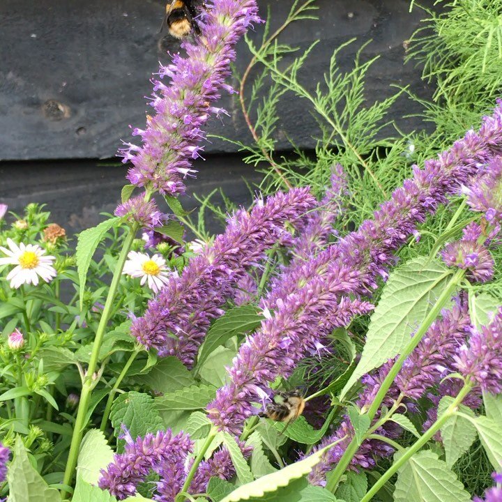 Looking back, to look forward.  Im not really in the mood for &ldquo;being present&rdquo; right now!

On a freezing Snow flurrying February Sunday, I have retreated indoors for the whole day.

Yesterday was spent lifting and dividing perennials as so