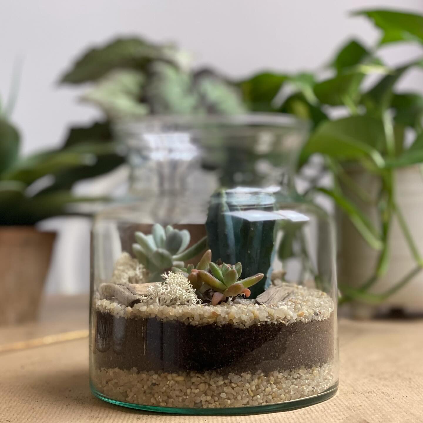🌵✨ Last-minute Christmas magic! 🎁✨ Our DIY Cactus and Succulent Terrarium Kit is now &pound;23 (from &pound;46)! 🌿🌟 Perfect for plant lovers, it&rsquo;s an enchanting way to display mini cactus and succulent plants. 🪴✨ Give the gift of green joy