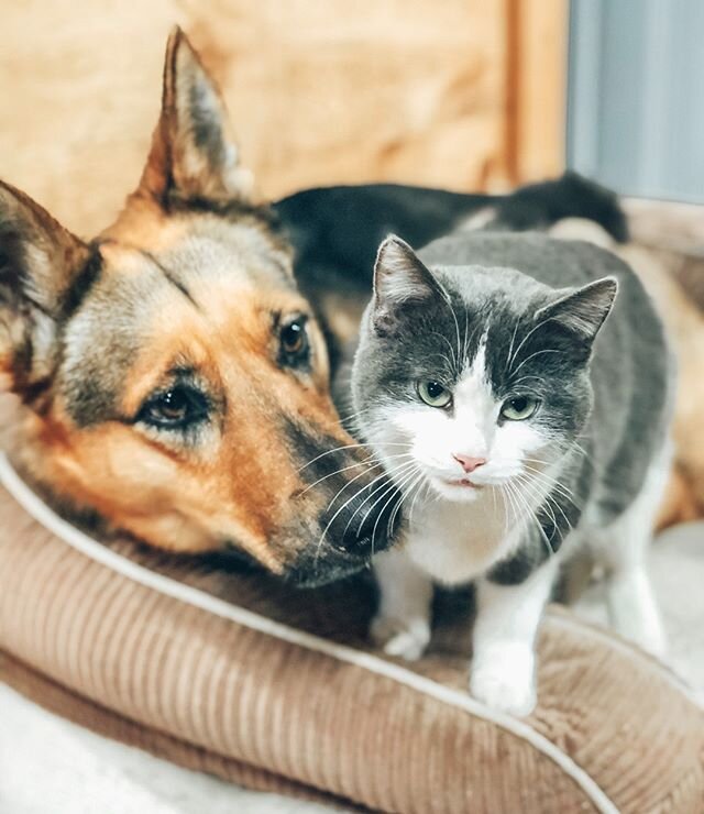 Having trouble introducing your 🐶 &amp; 🐱? Remember to always have an accessible, dog-free zone for your cat &amp; introduce them slowly! Don&rsquo;t be discouraged, most dogs and cats can live peacefully together🐾
&bull;
Have questions or need mo