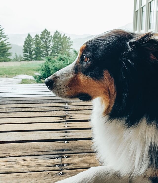 Did you know that aromatherapy can help lessen pet anxiety during a stormy day like today? Scents such as lavender, chamomile or frankincense can promote calmness &amp; aid in soothing your pet&rsquo;s stress.🐾
&bull;
&bull;
Stay tuned for more tips