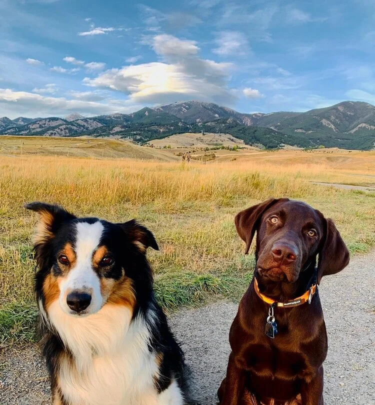 Our Top 5 Dog-Friendly Trails in Bozeman