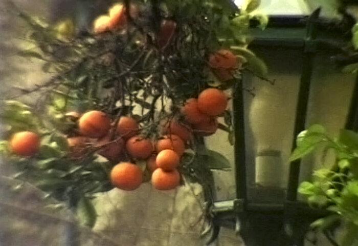 1 orangetree.jpg
