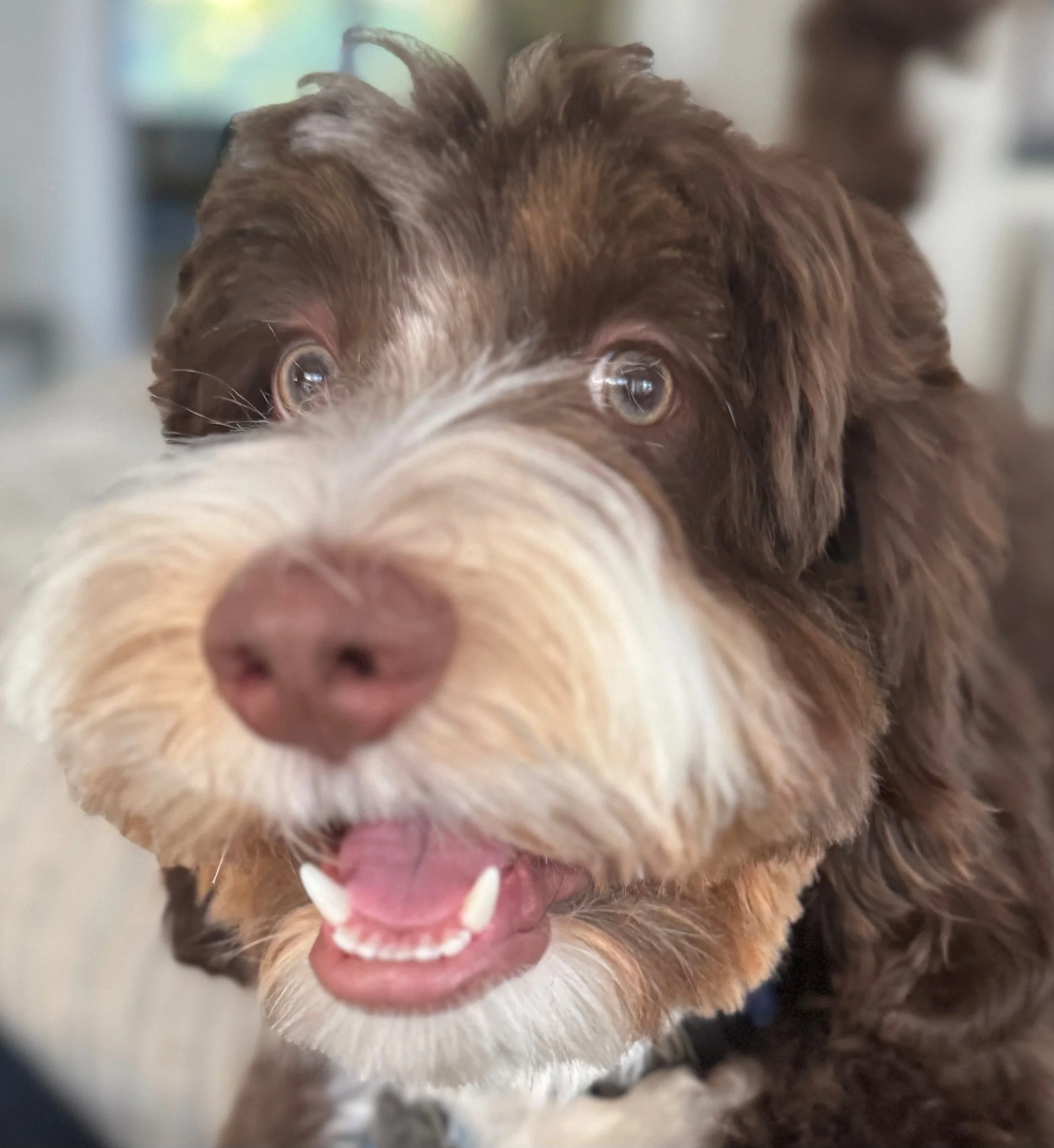 Our 4 legged Director of Security, Luca