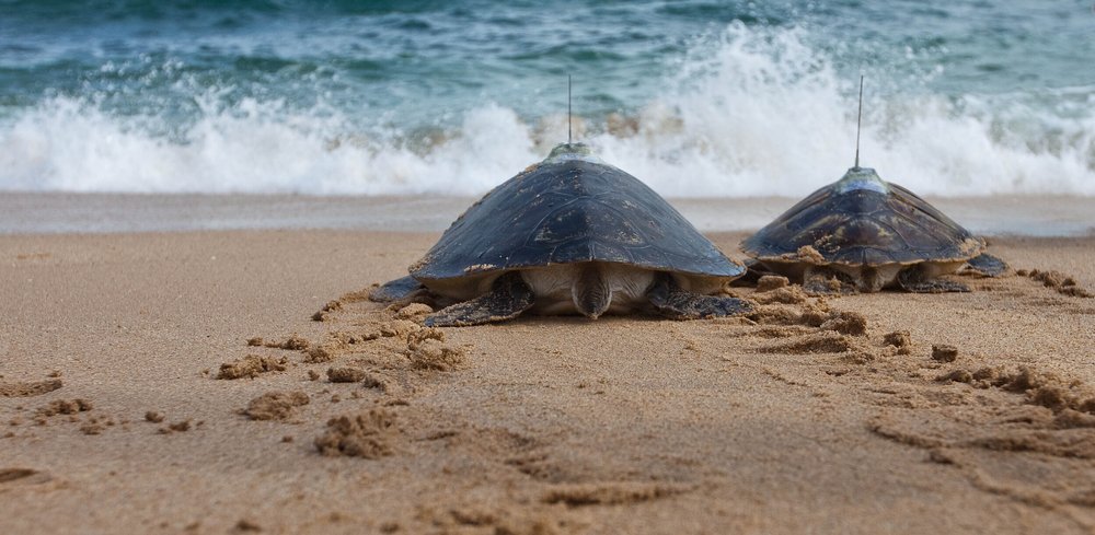 Regions | IUCN-SSC Marine Turtle Specialist Group
