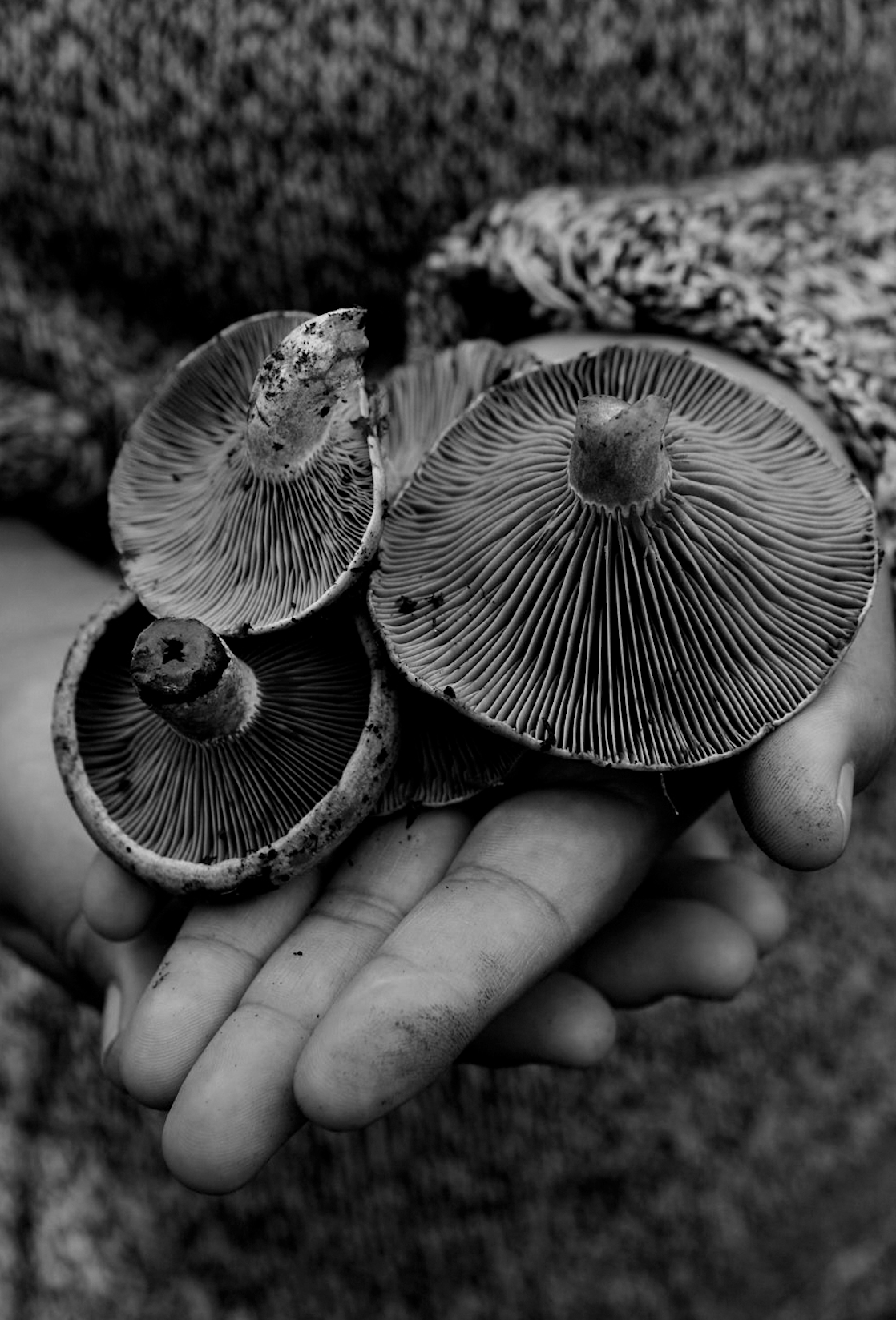  ESTADO DE HONGOS, NANAE WATABE