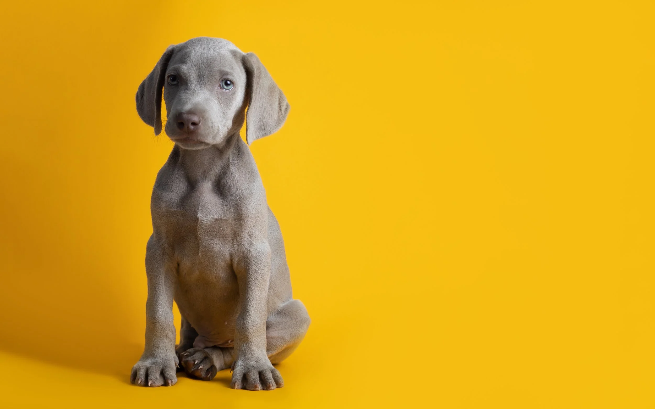 puppy cute-weimaraner-puppy-isolated-on-a-yellow-backgro-2025-02-02-21-23-55-utc.jpg