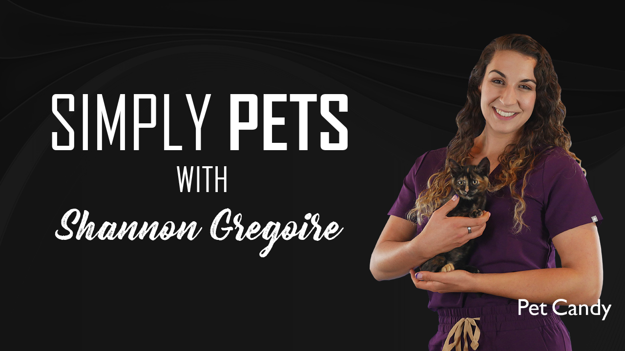 Best gifts for cats (Copy)