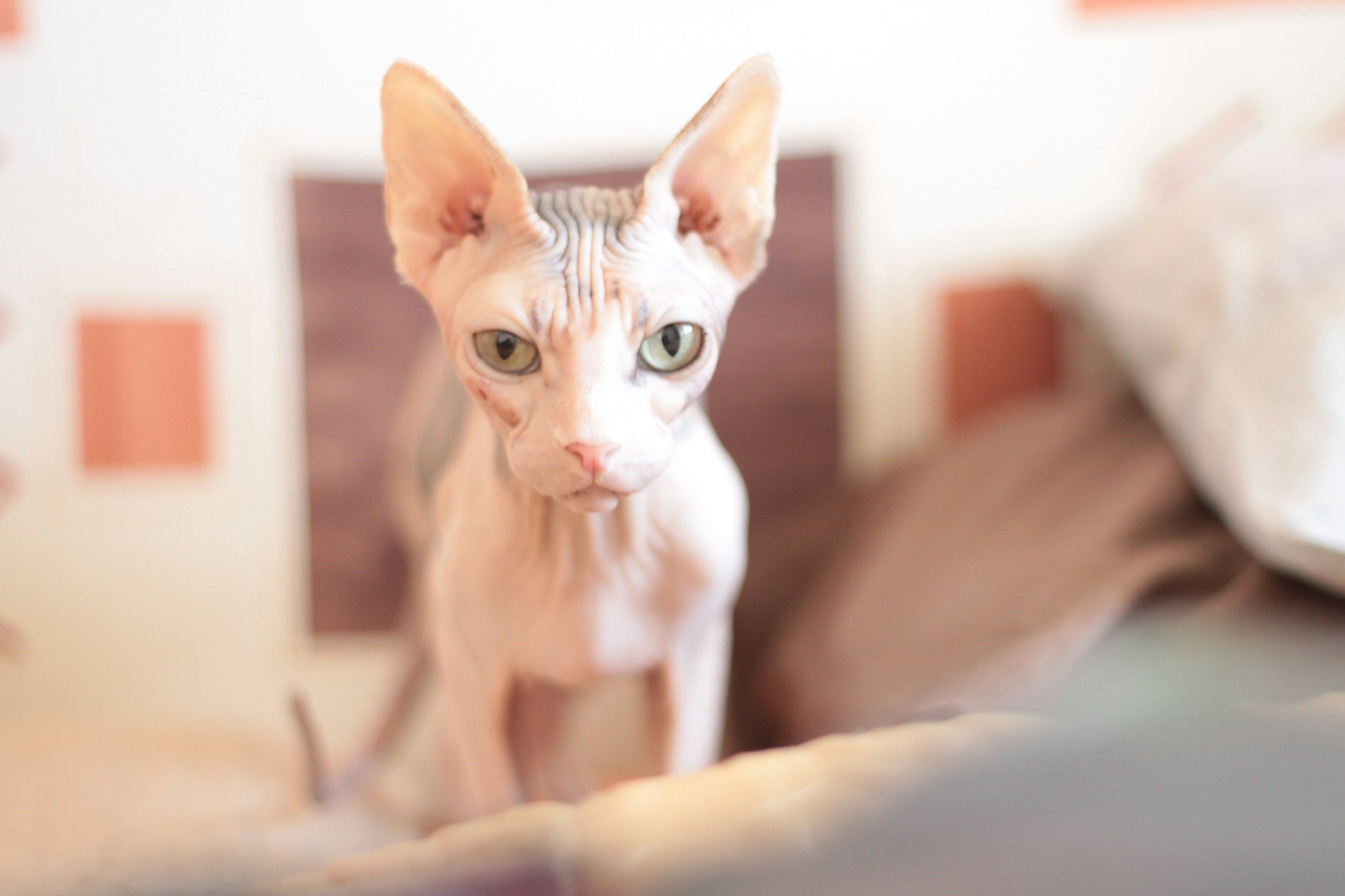 The Ultimate Guide to Sphynx Cats: Everything You Need to Know About This Unique Breed!