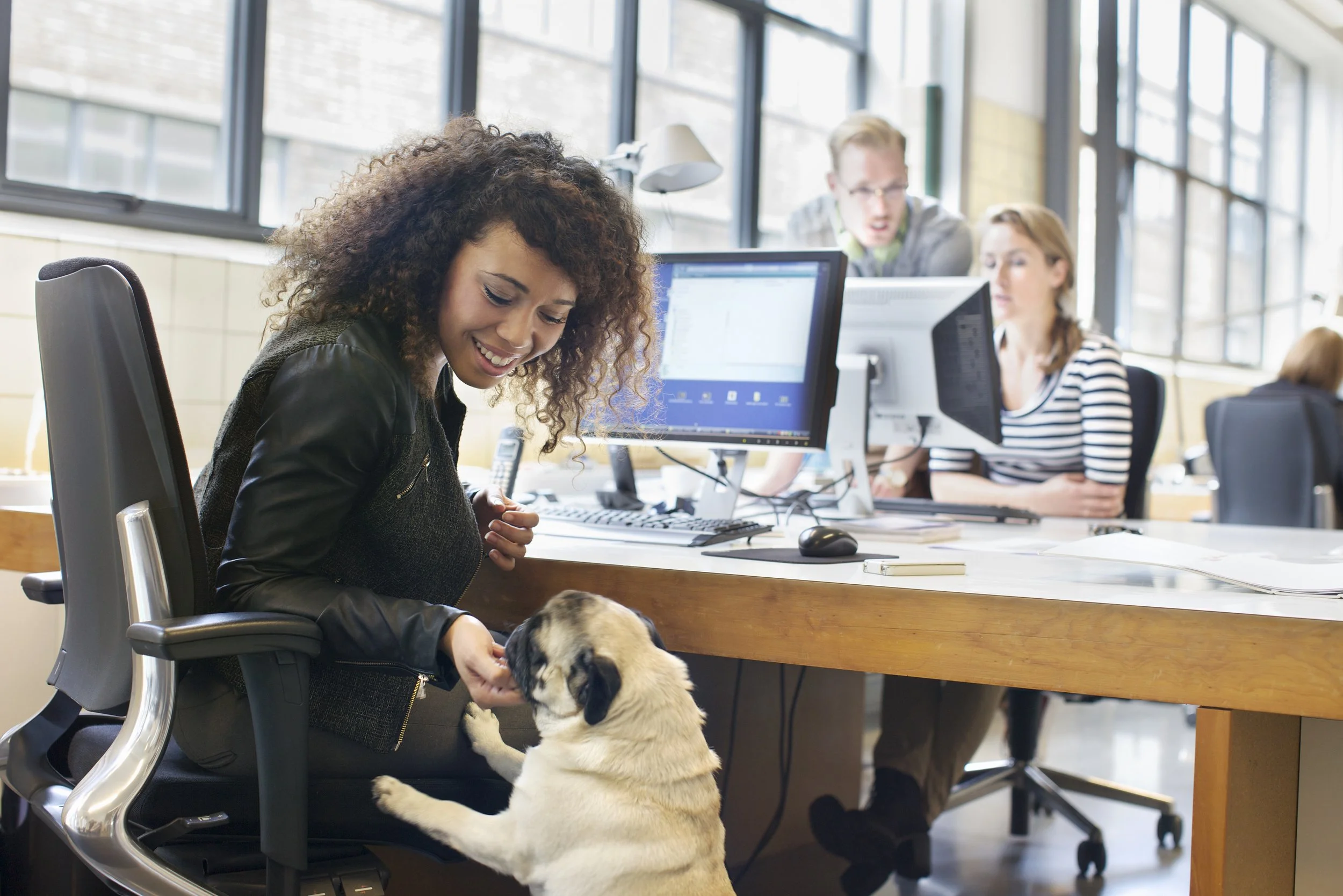 Pets at Work: The Surprising Perks (and Chaos) of Office Dogs &amp; Cats 