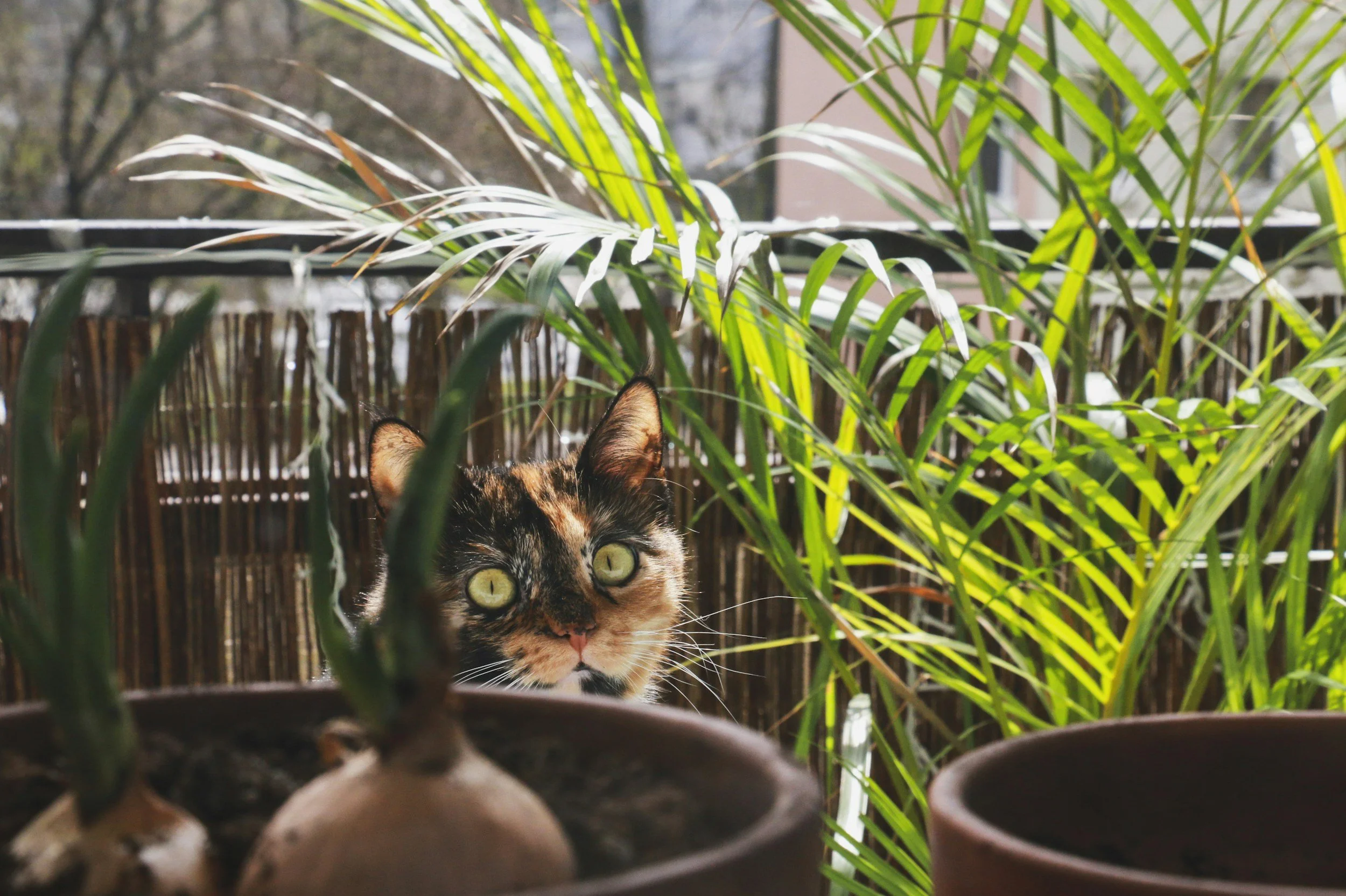 Toxic Christmas Plants Every Pet Owner Should Know About  