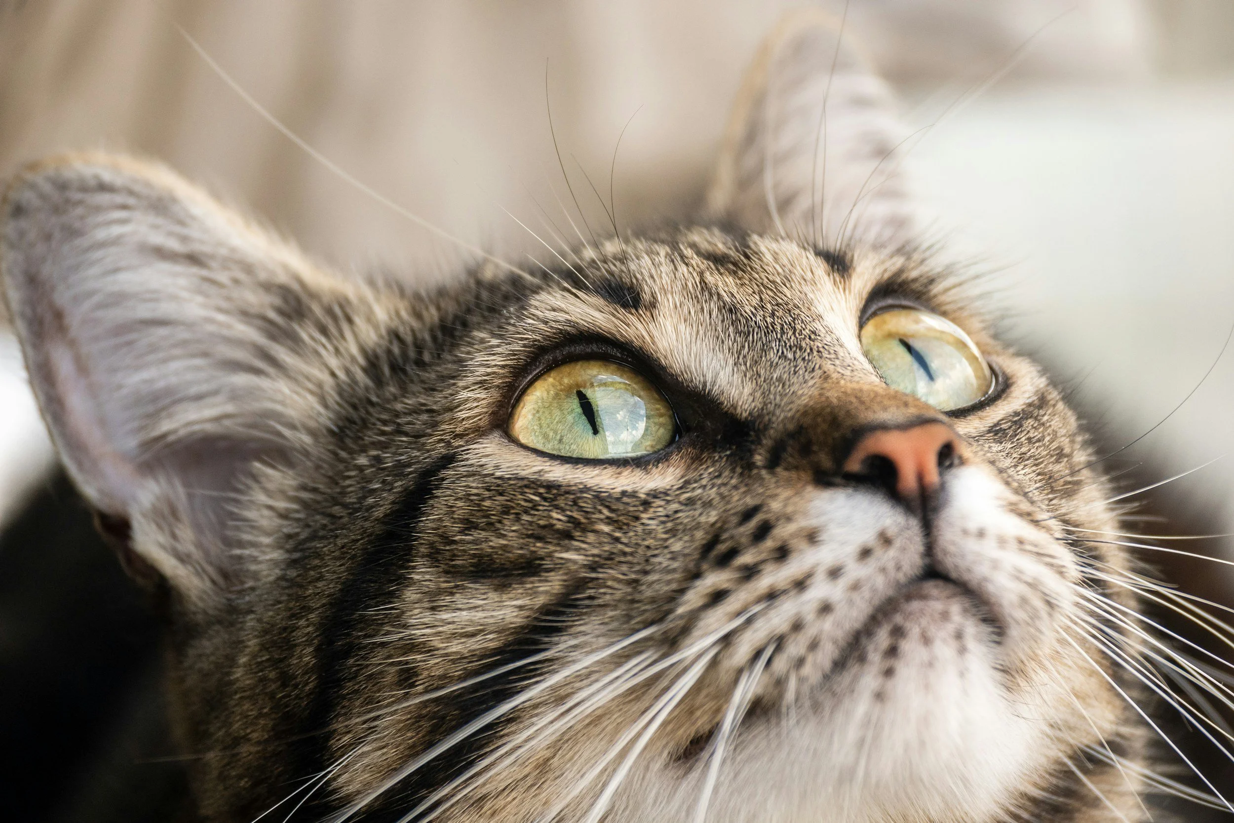 Roman Roads, Rodent Patrol, and the Feline Invasion