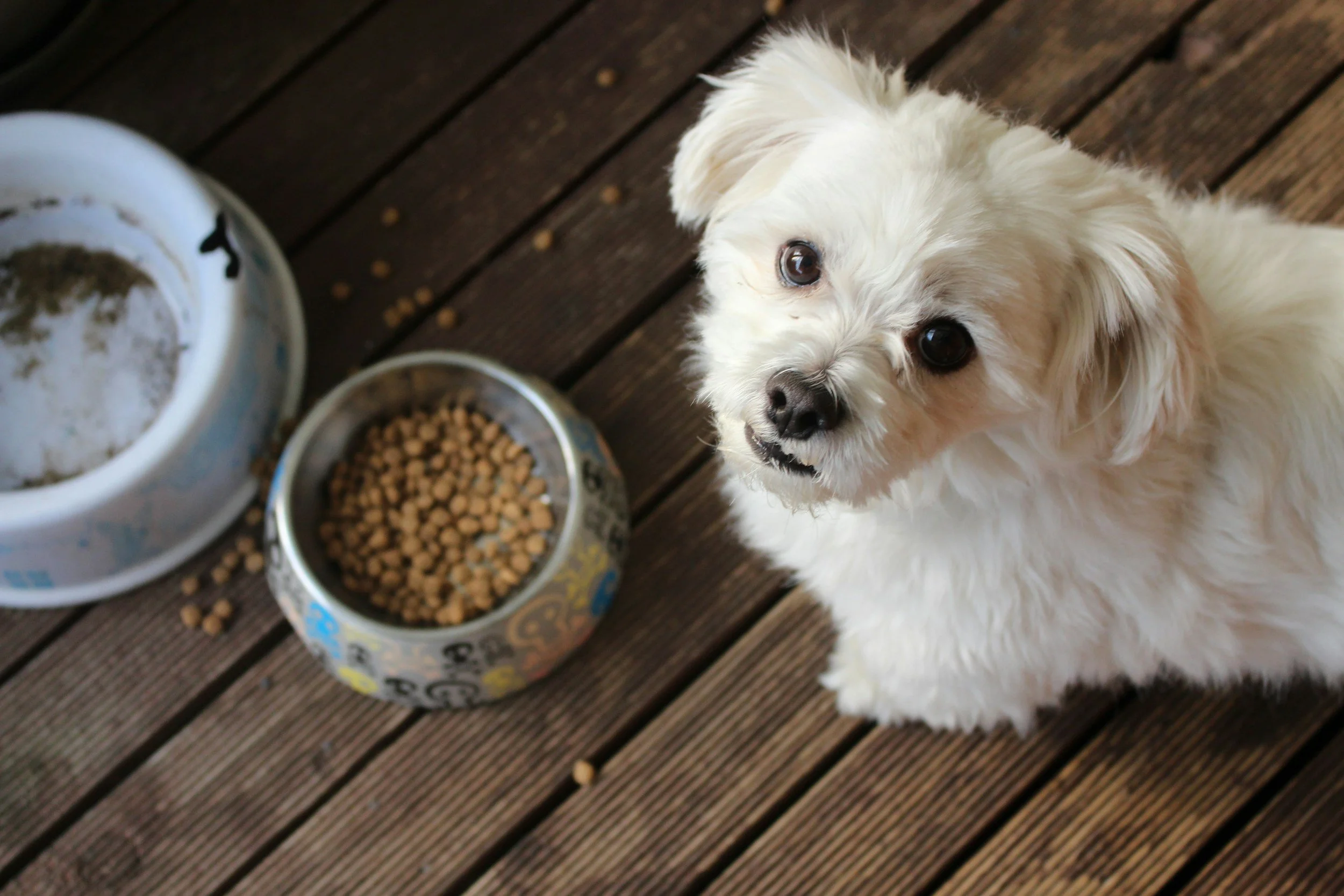 Most homemade dog diets lack nutrients, Texas A&amp;M study finds