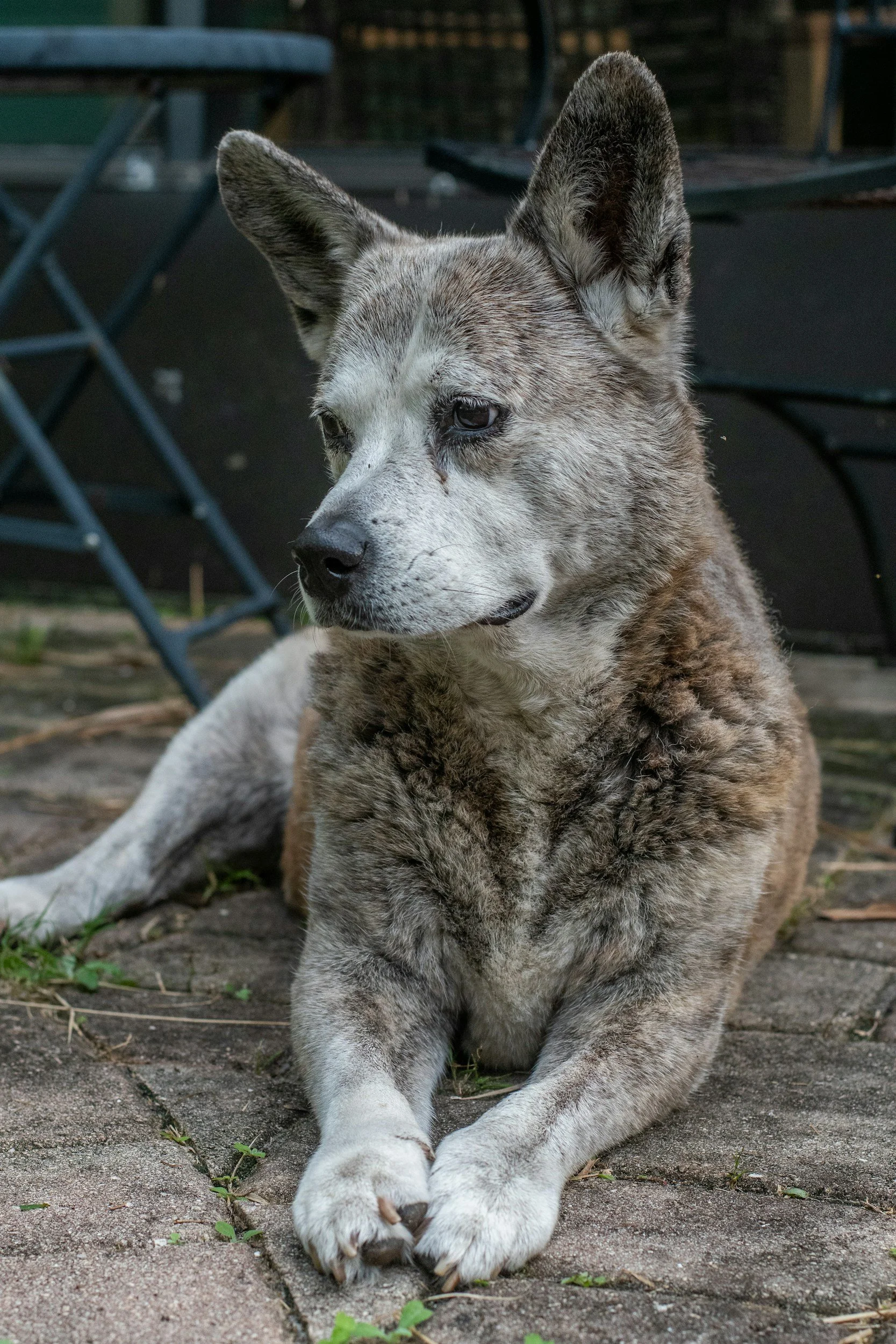 New clues to why some animals live longer