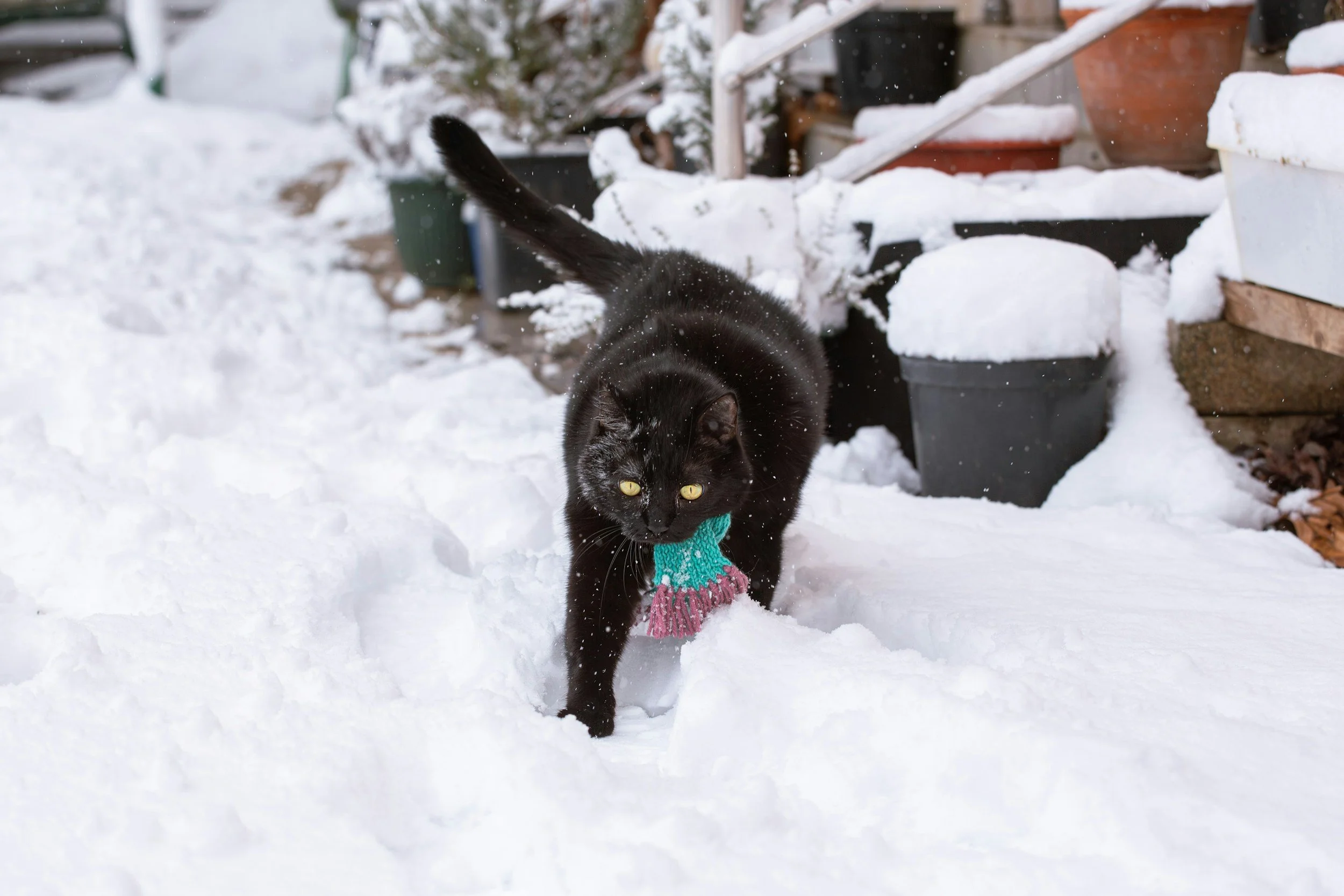 Cold Weather, Sore Joints: What Pet Owners Should Know About Winter Arthritis