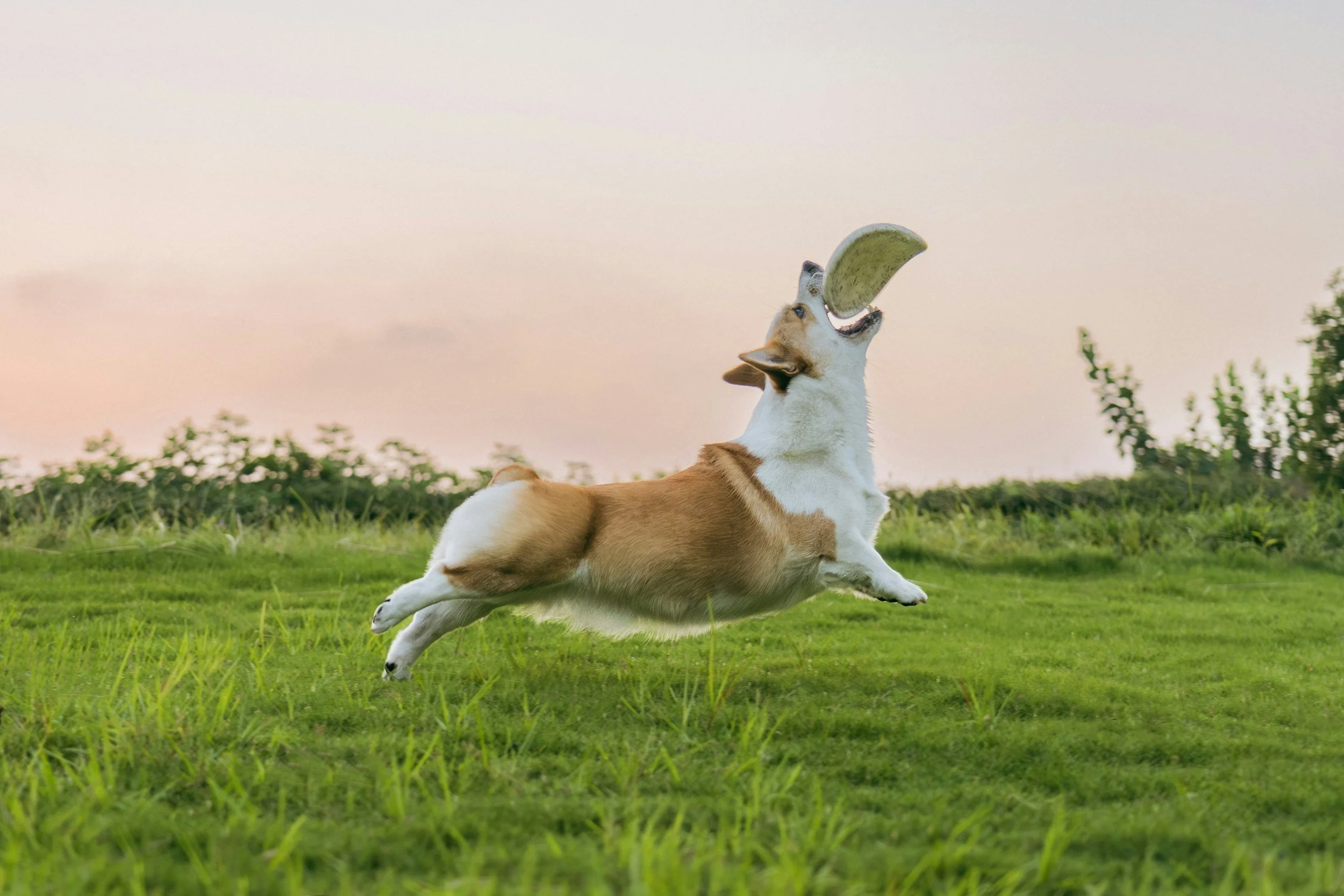 Your Pet’s New Year Glow Up: The Health Goals Every Pet Parent Needs in 2026