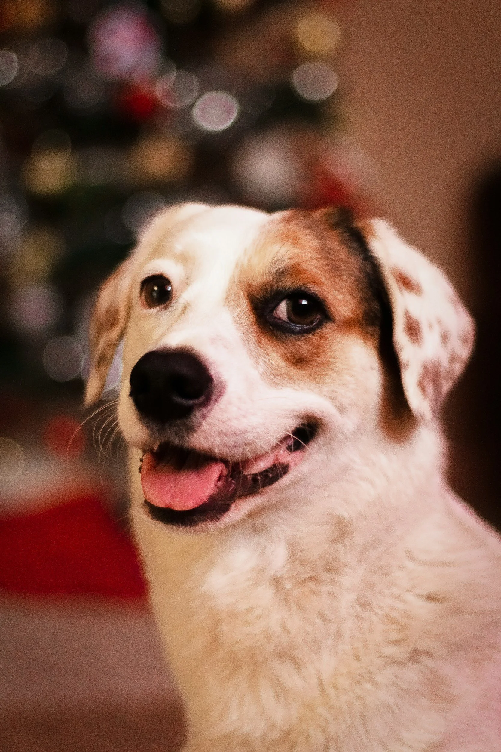 You Don’t Have to Adopt to Make a Difference: How to Help Shelter Pets at Christmas