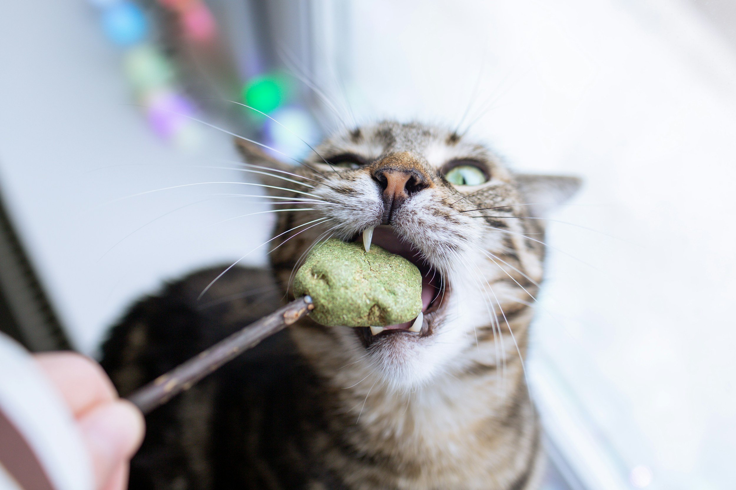Your Cat Is Judging Store Bought Treats. Try These Homemade Wins Instead