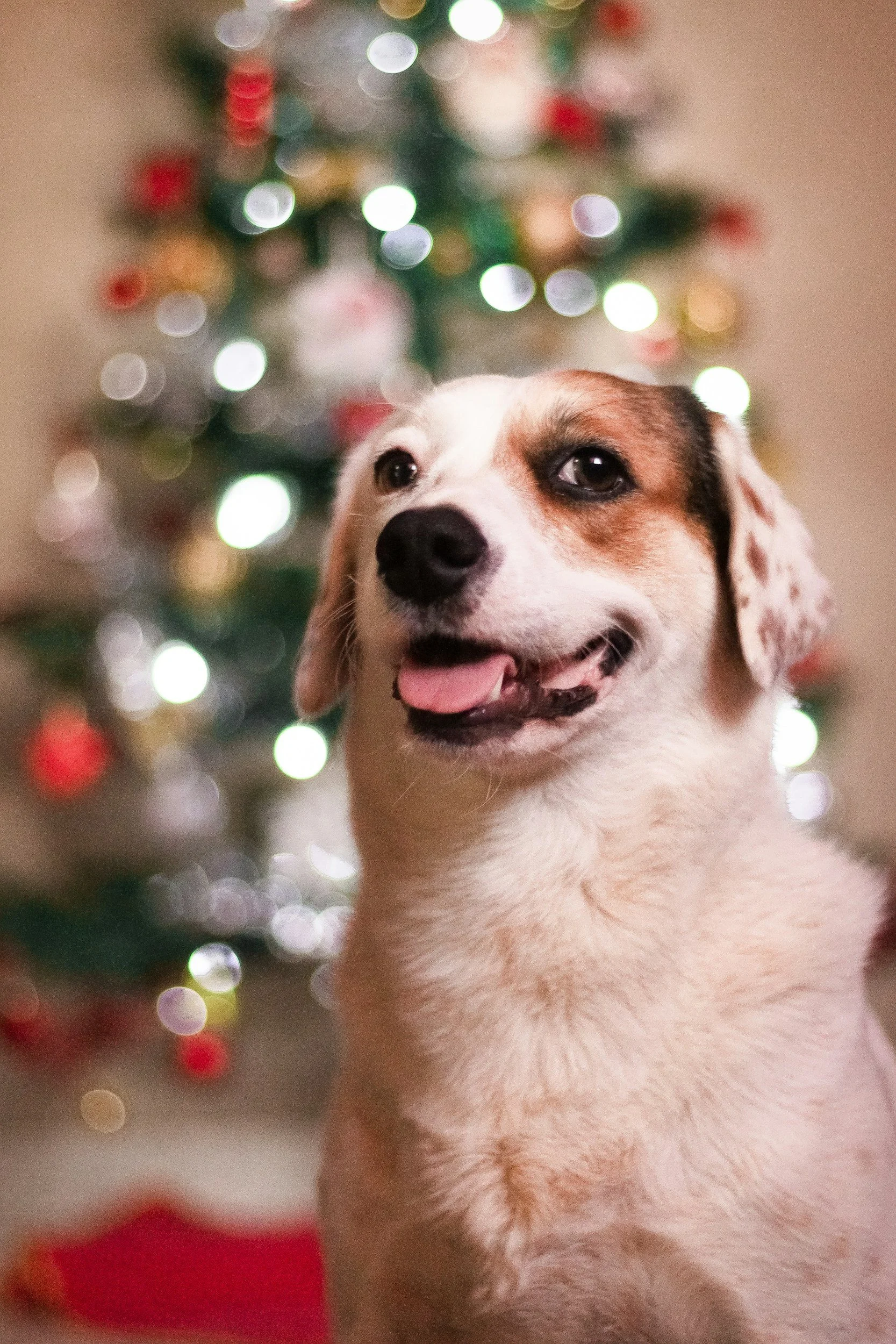 How to Include Your Pets on Christmas Day