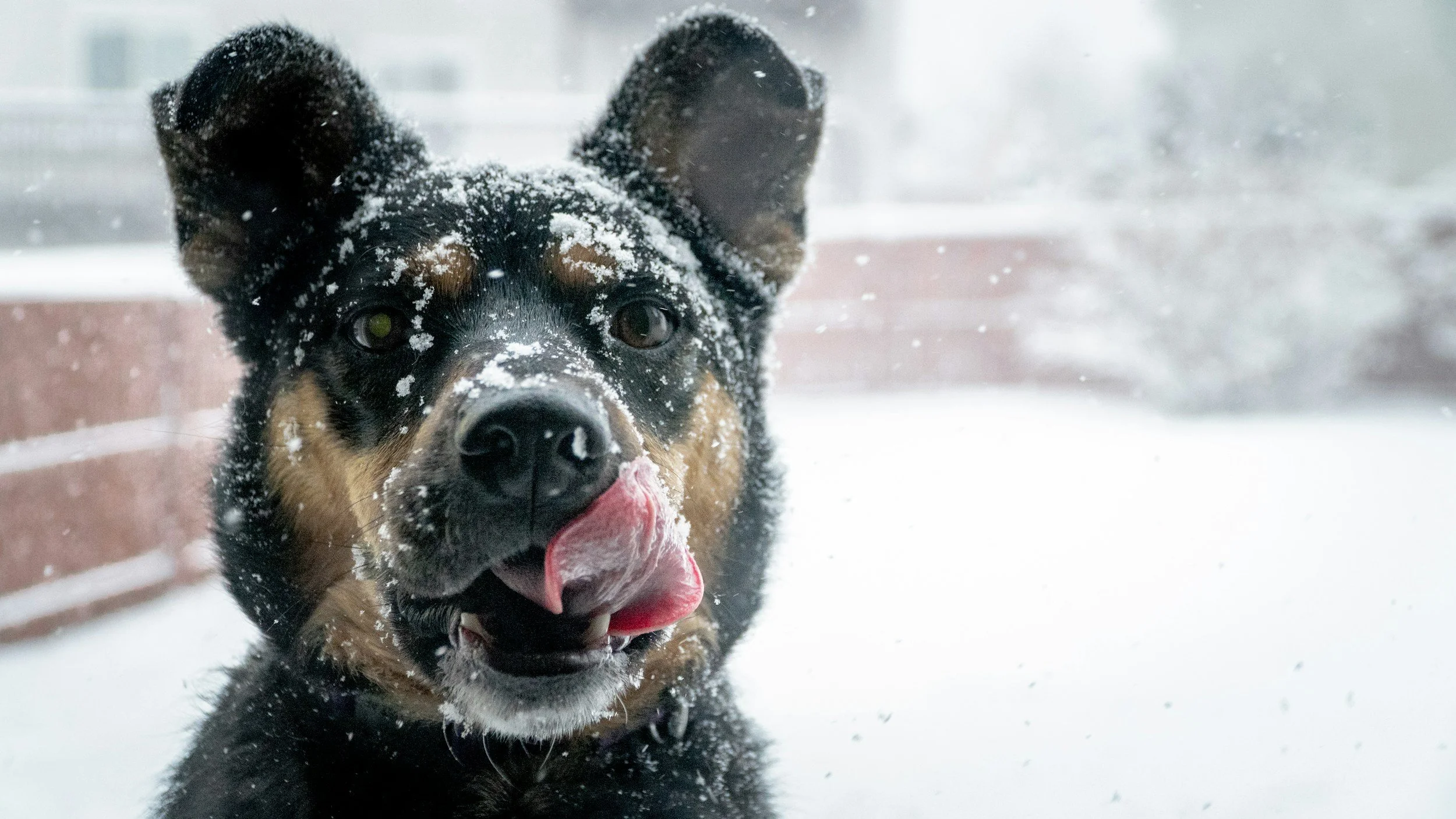 When the Cold Turns Dangerous: Protecting Pets During Connecticut’s Extreme Snow Storm