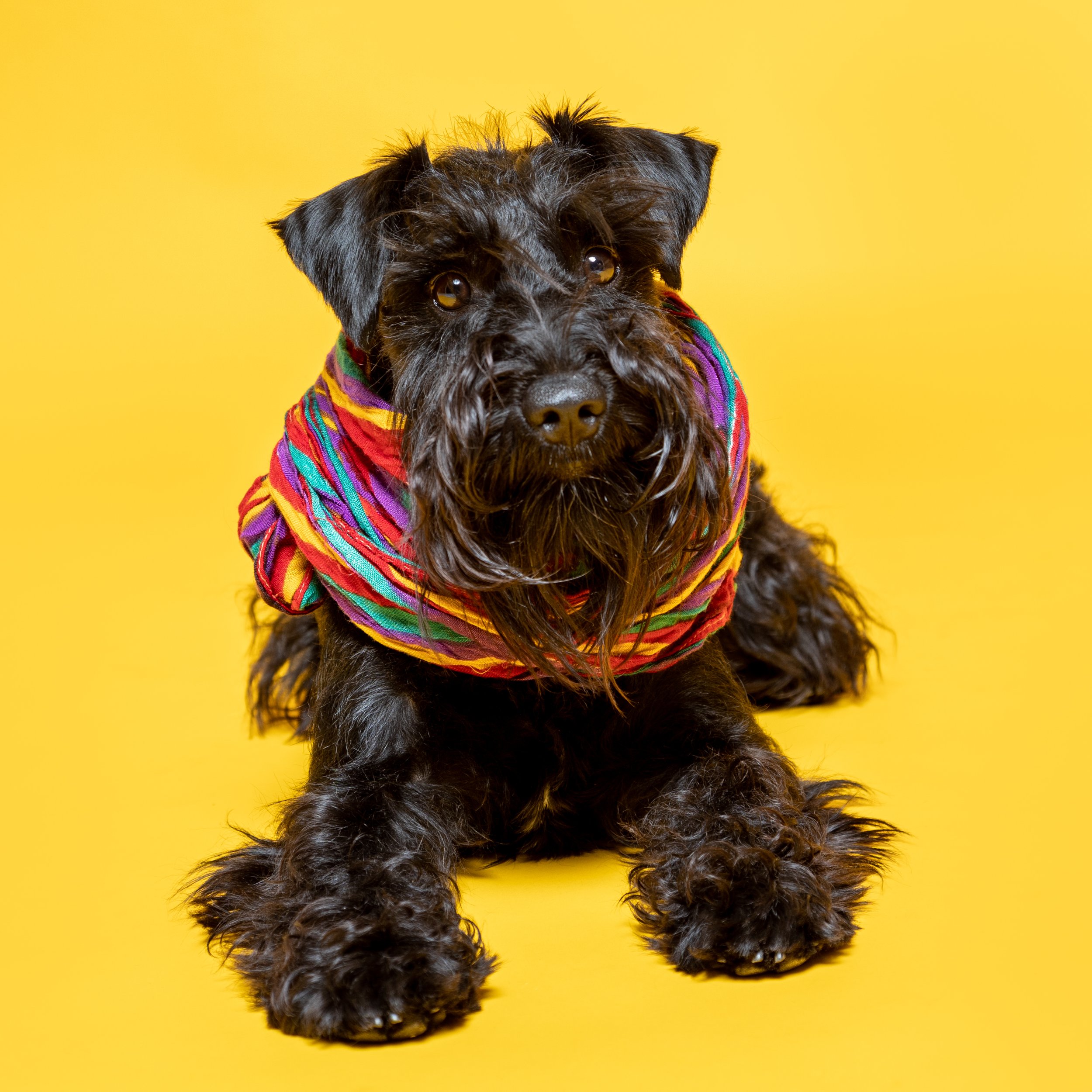 dogminiature-schnauzer-dog-with-a-colorful-scarf-agai-2024-12-07-12-52-07-utc.jpg