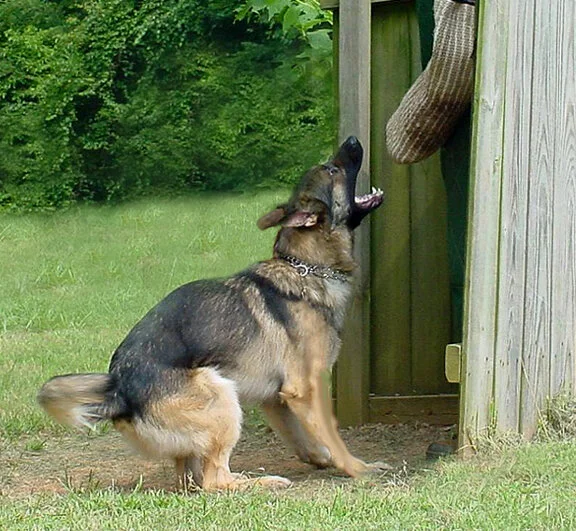 Czar, Nationally Certified Police Dog.jpg