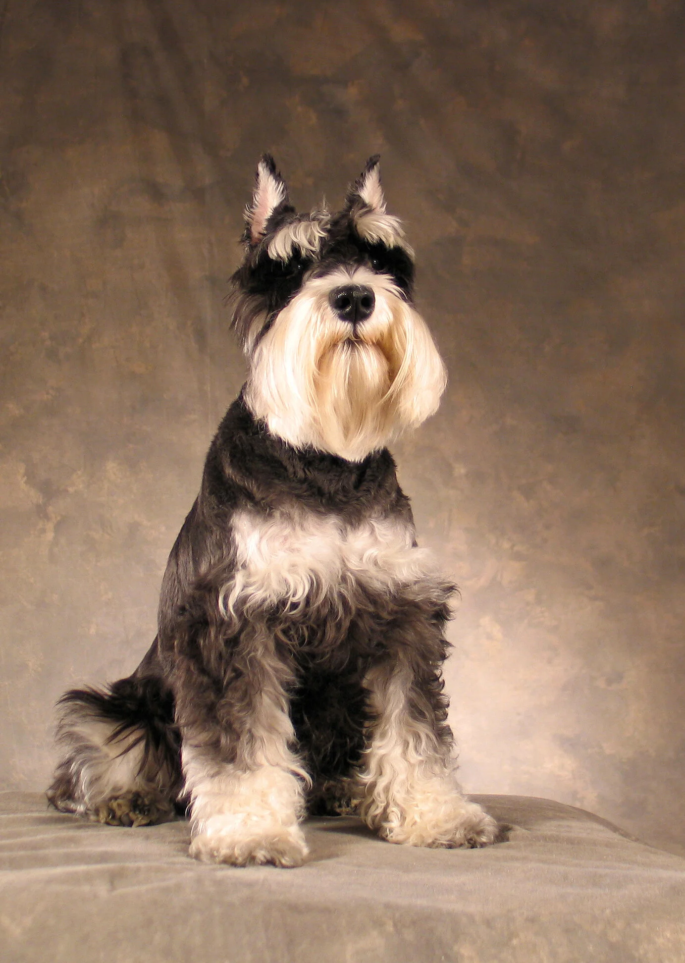 Lucyschnauzer.jpg