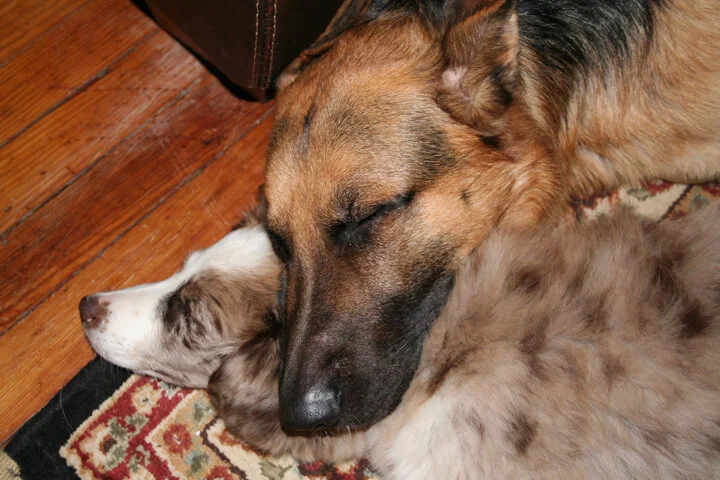Rocco and Ella.JPG