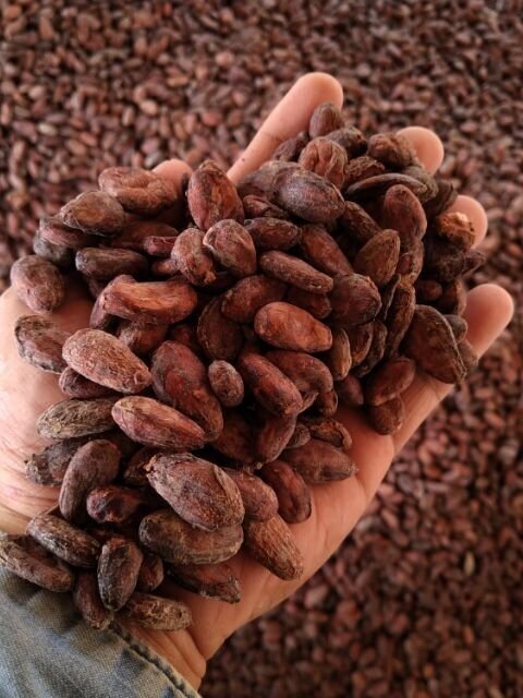 Fermented+Cacao.jpg