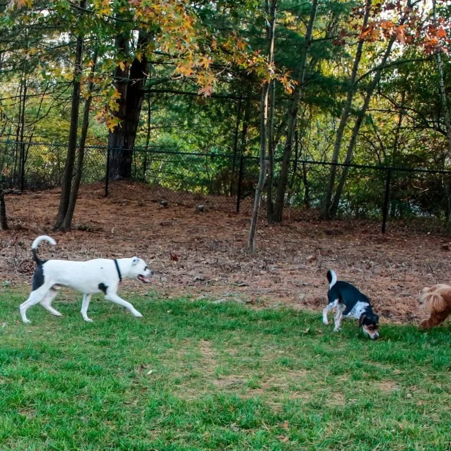 South Hadley Dog Park