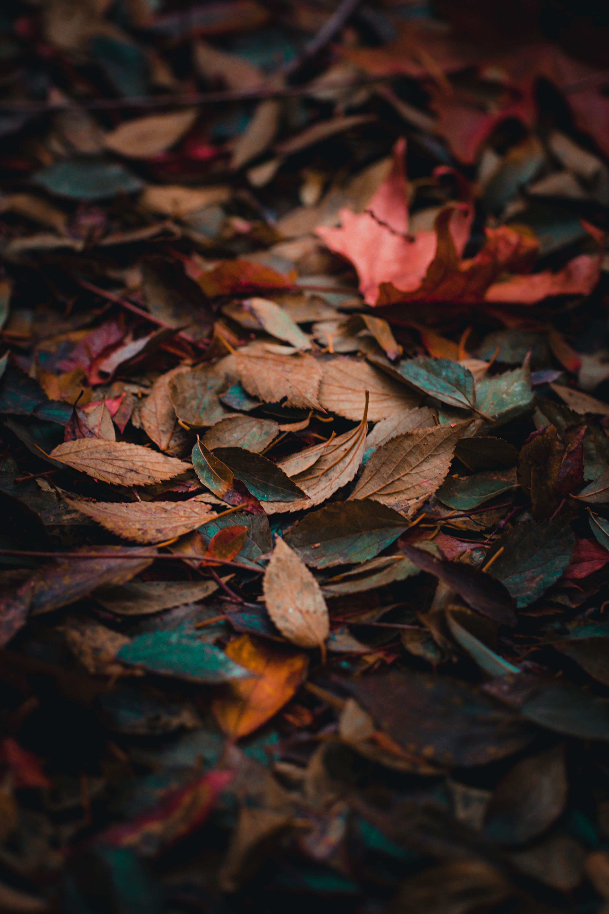 blbcolympia.com  360-357-8425.png