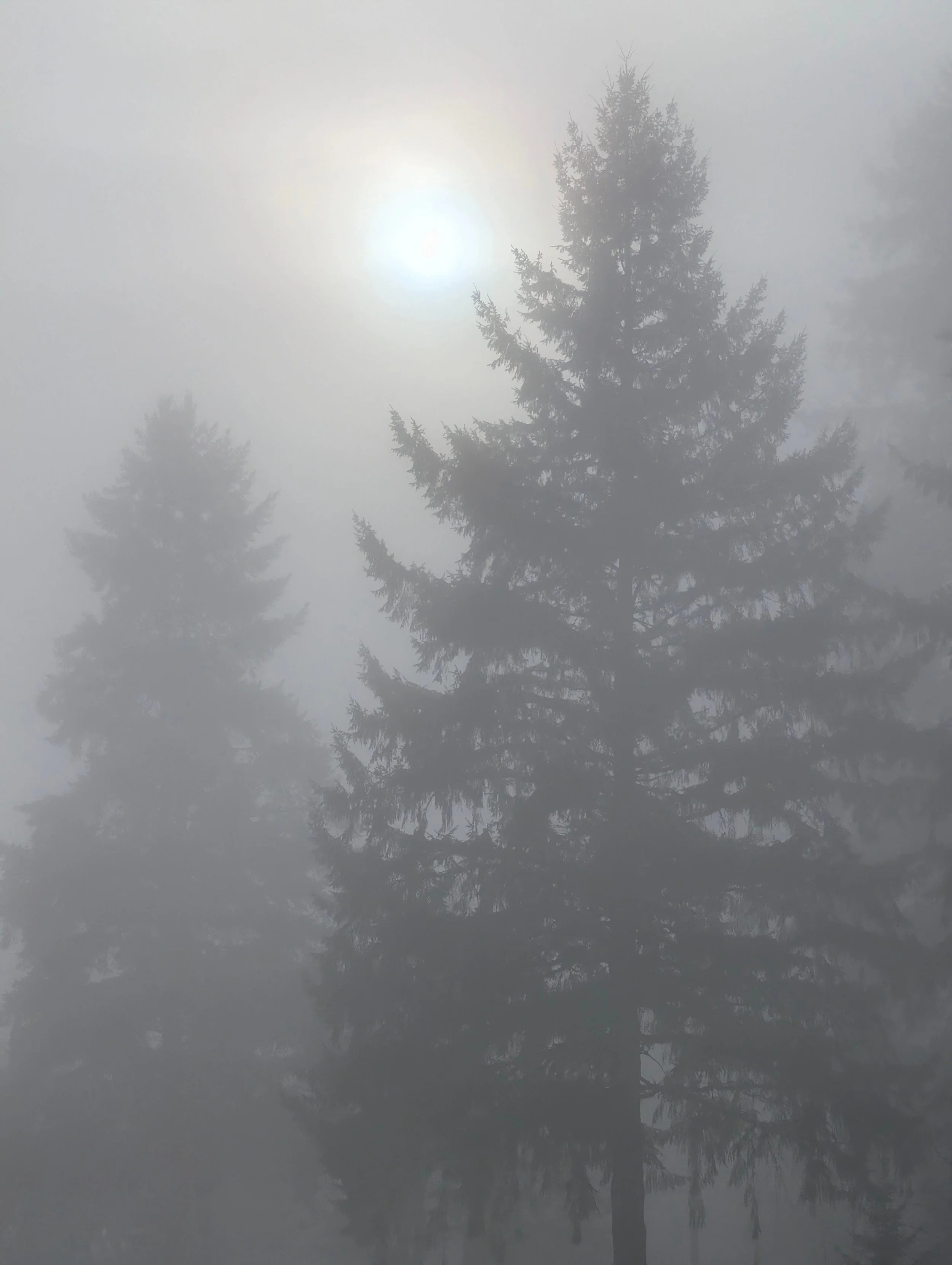 A tall evergreen tree stands behind a body of water that reflects its image, with a hazy sun and foggy sky in the background.