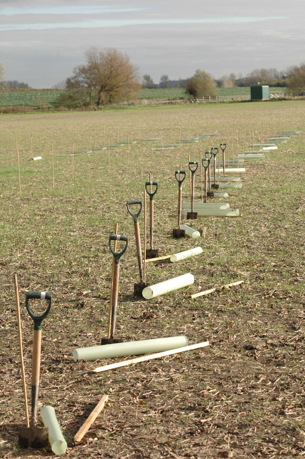 Diamond Jubilee Woodland