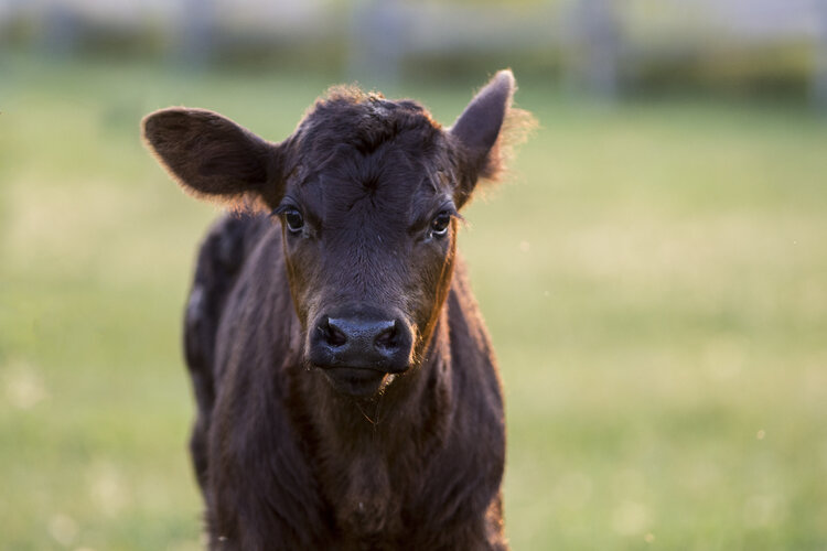 Dairy X Beef Animals are Changing the Calf Raising Landscape - Strauss Reads