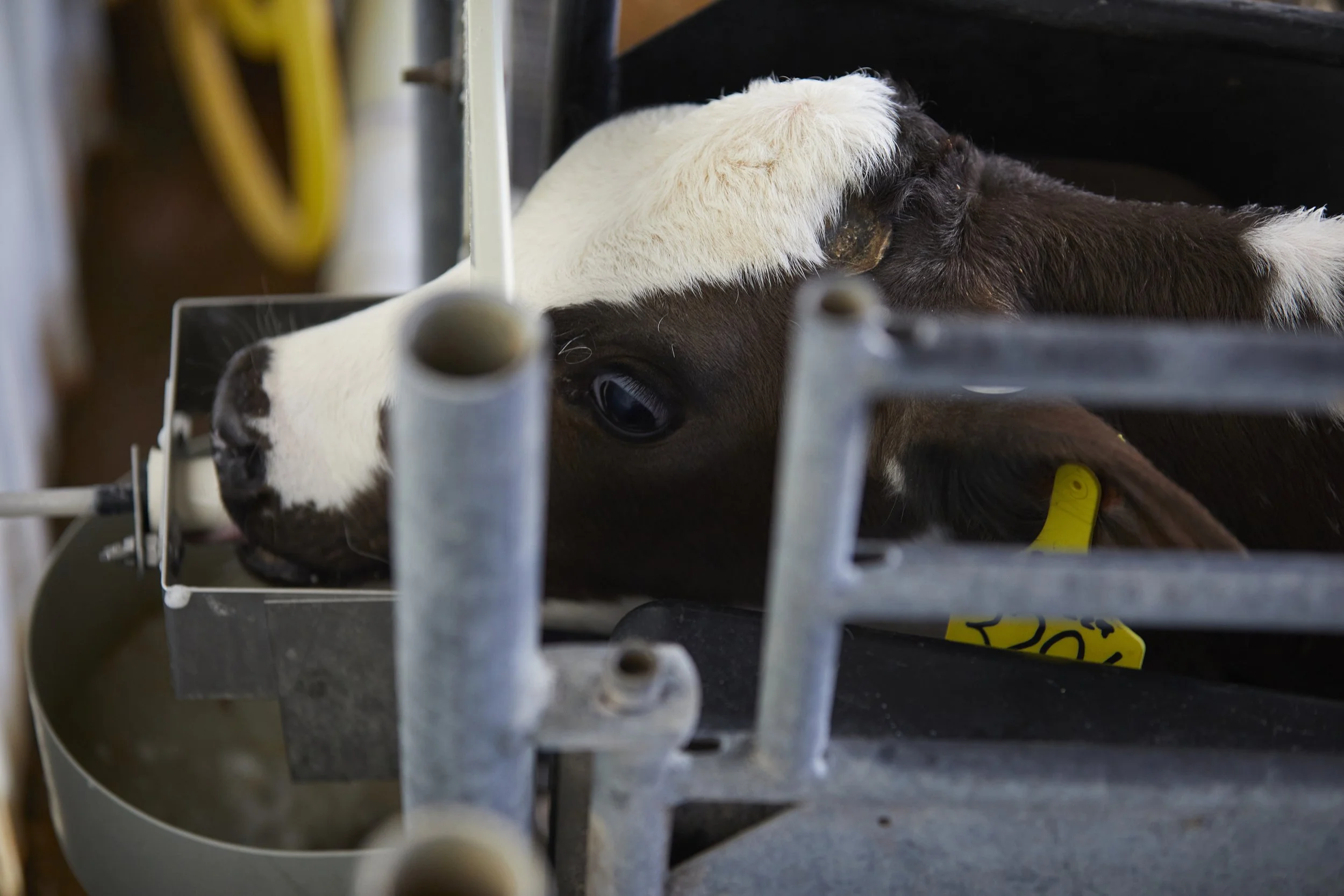 Maximizing Autofeeders: What We’ve Learned